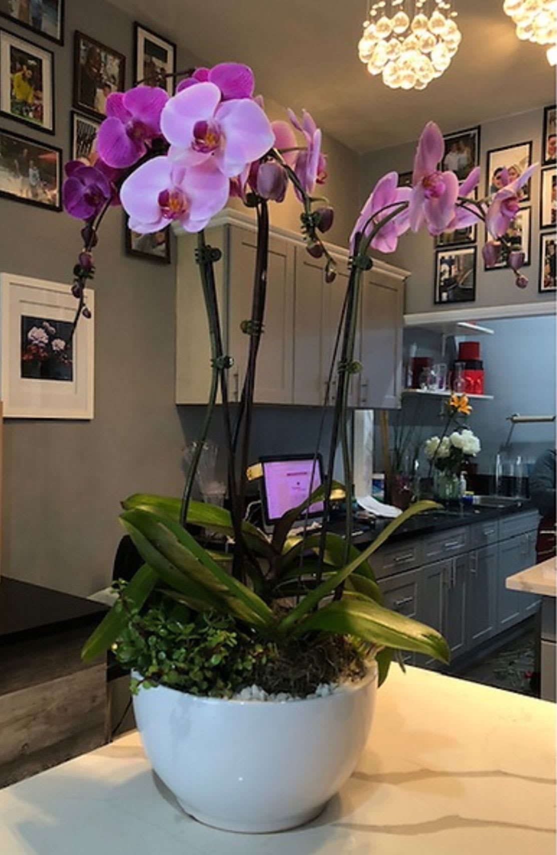 Lavender Orchids - Beautiful lavender orchids In a white container and succulents 
