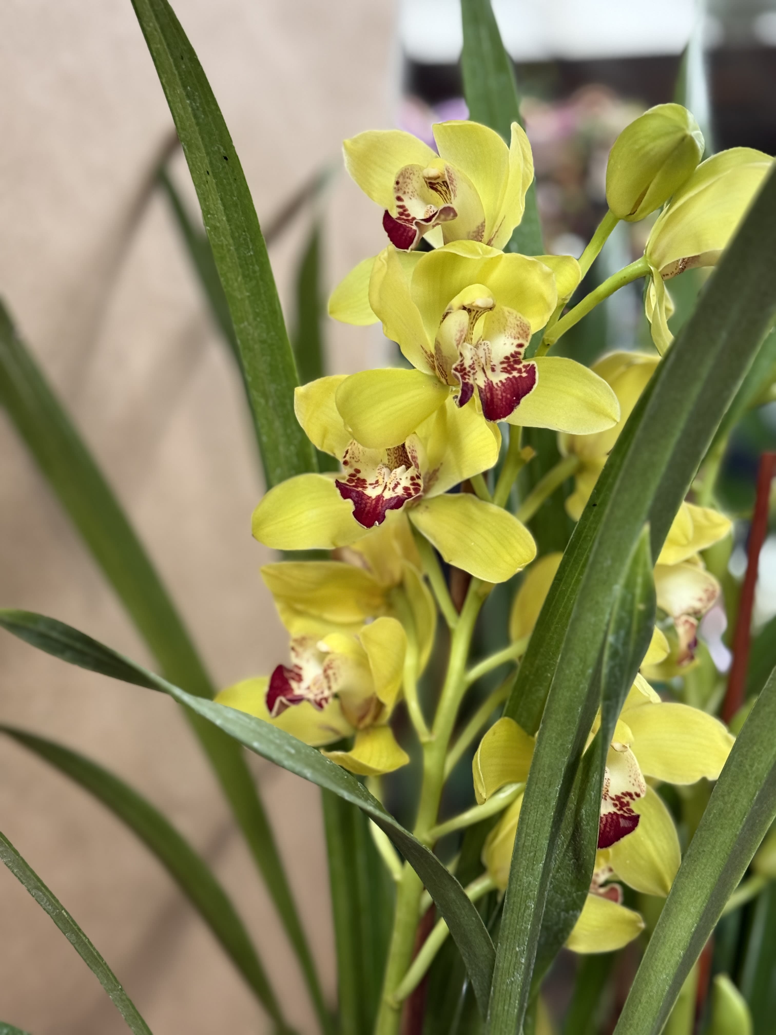 Orchid Plant-Cymbidium Lady Bug 