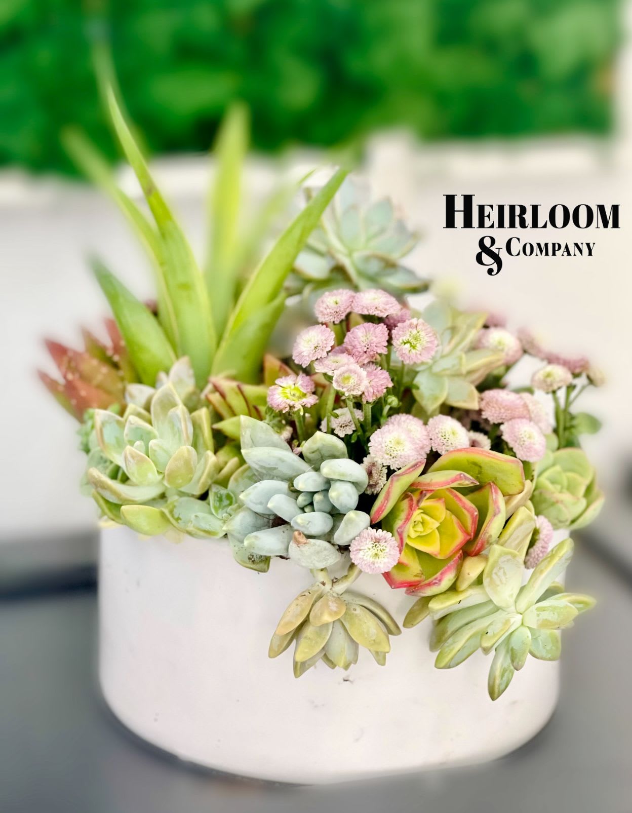 Succulent Harmny Succulent Harmny - This arrangement features a vibrant mix of succulents and soft pink florals, beautifully displayed in a minimalist white planter. The lush greenery of the succulents provides texture and depth, while the delicate pink flowers add a charming, feminine touch. The balance of colors and shapes creates a modern and elegant centerpiece, perfect for home or office decor.