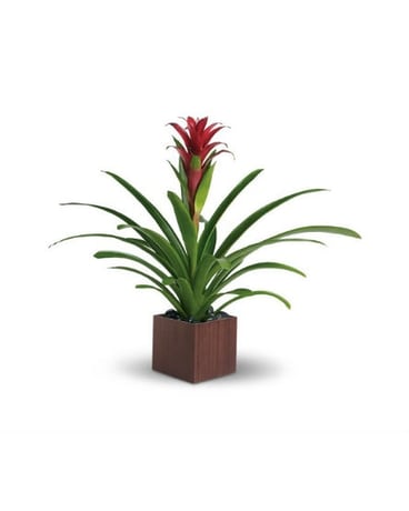 Bromeliad Beauty Bromeliad Beauty - Related to the pineapple plant perhaps because of its sweetness this gorgeous beauty adds red and tropical greenery to any room. It's delivered in an exclusive bamboo cube which makes it extra beautiful. A red bromeliad plant is delivered in a brown bamboo cube. Approximately 30" W x 25 1/2" H. FCT100-1a