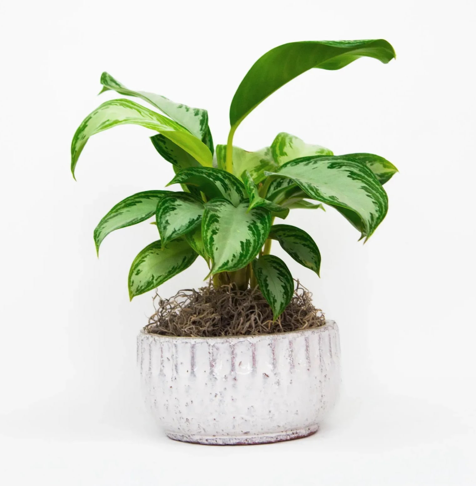 11 | giverny - Potted plant in a ceramic container with moss. 