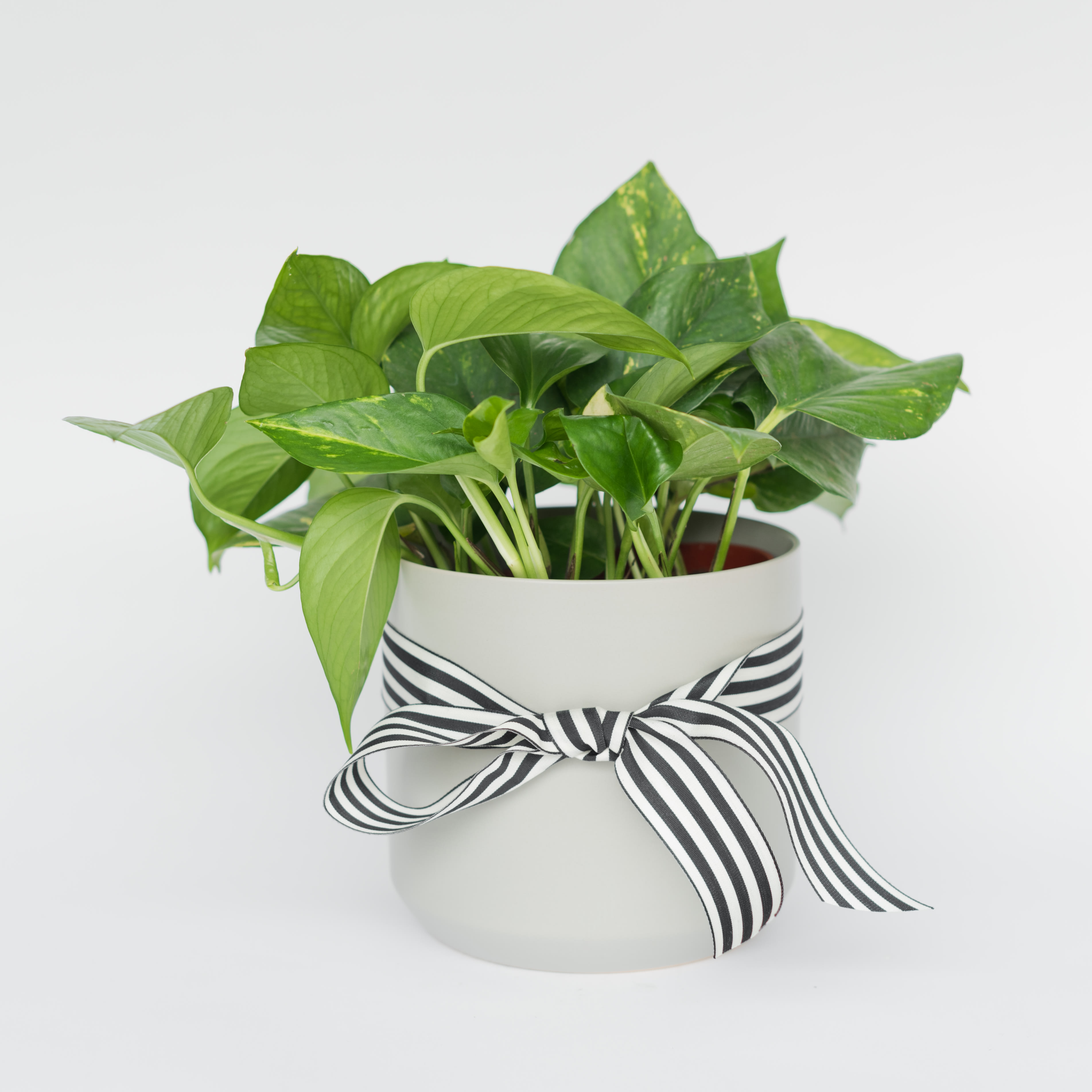 34 | strasbourg 34 | strasbourg - Single plant, potted in a neutral container.