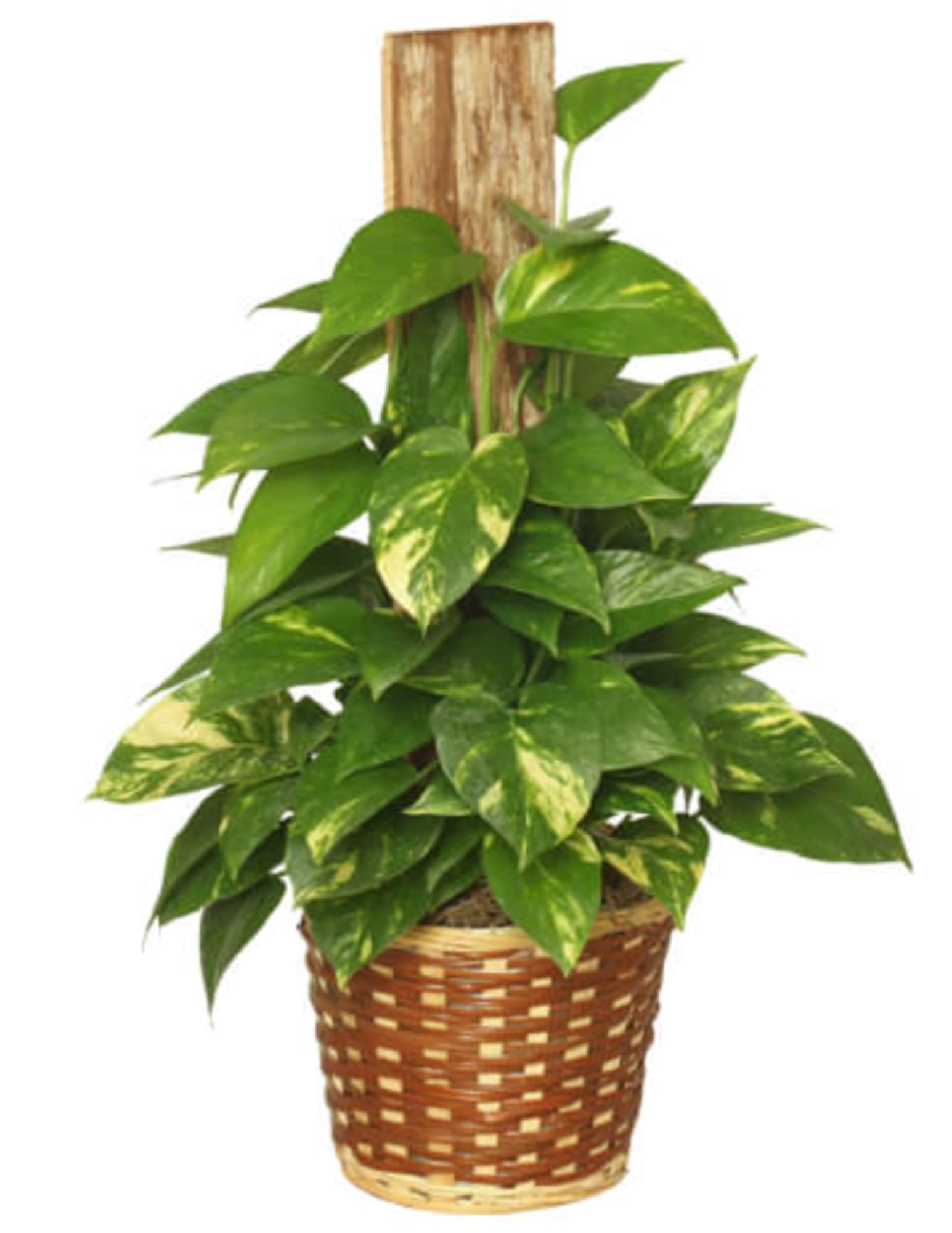 GOLDEN POTHOS PLANT SCINDASPUS AUREUS - Golden pothos plants are easy to grow in a wide variety of environments, making them perfect for any home or occasion. Choose one of our three sizes: 6&quot; (STD), 8&quot; (DLX), 10&quot; (PREM). Please not these are TOXIC TO PETS.