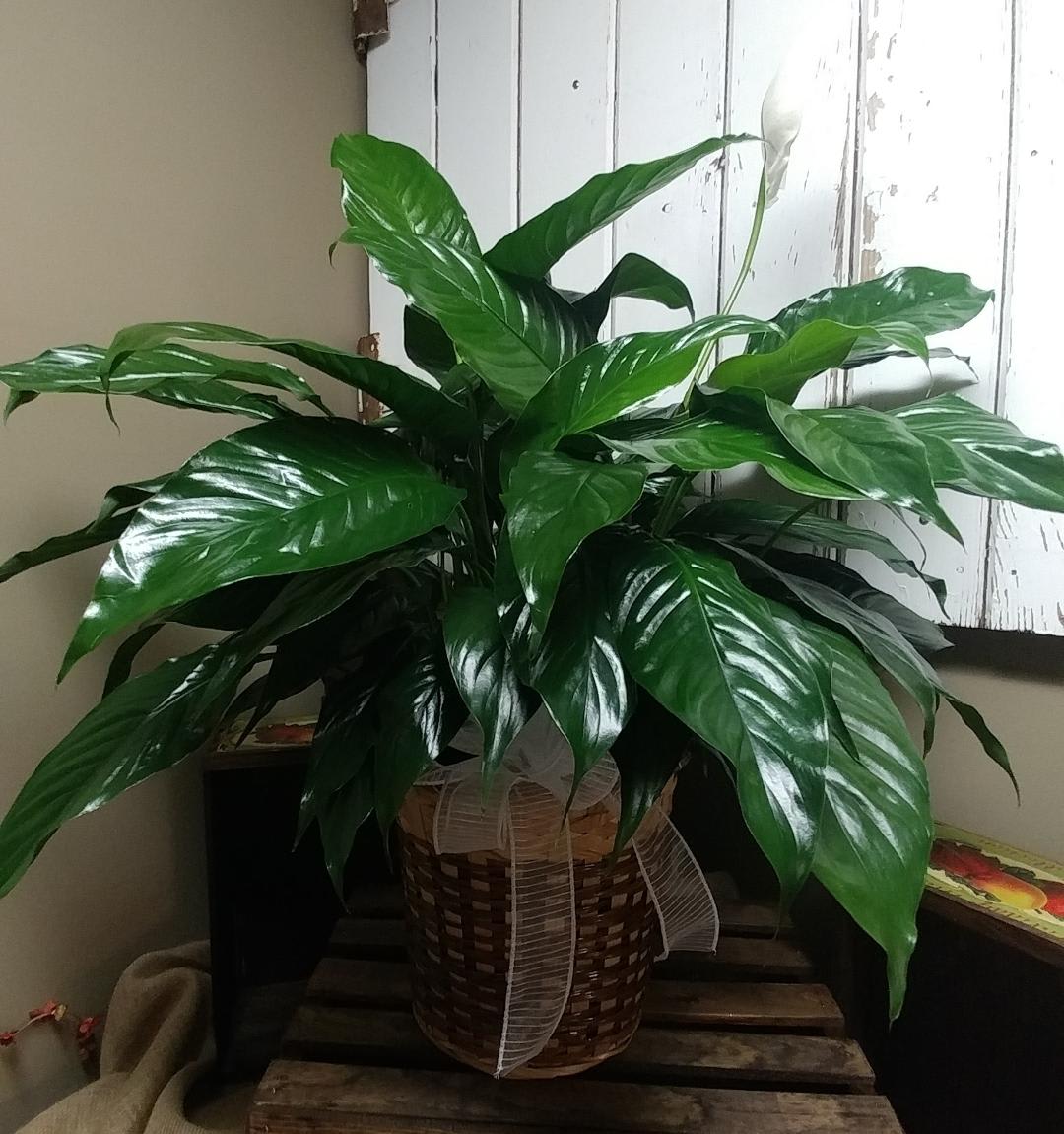 Medium Peace Lily Plant  - The Peace Lilly Plant, Custom Designed by Cold Spring Floral. This green plant comes with Emerald green foliage, a white slender bloom that emerges periodically throughout the plants life and is approximately 24 to 36inch's. tall. Exact size varies due to the growing process and availability. 