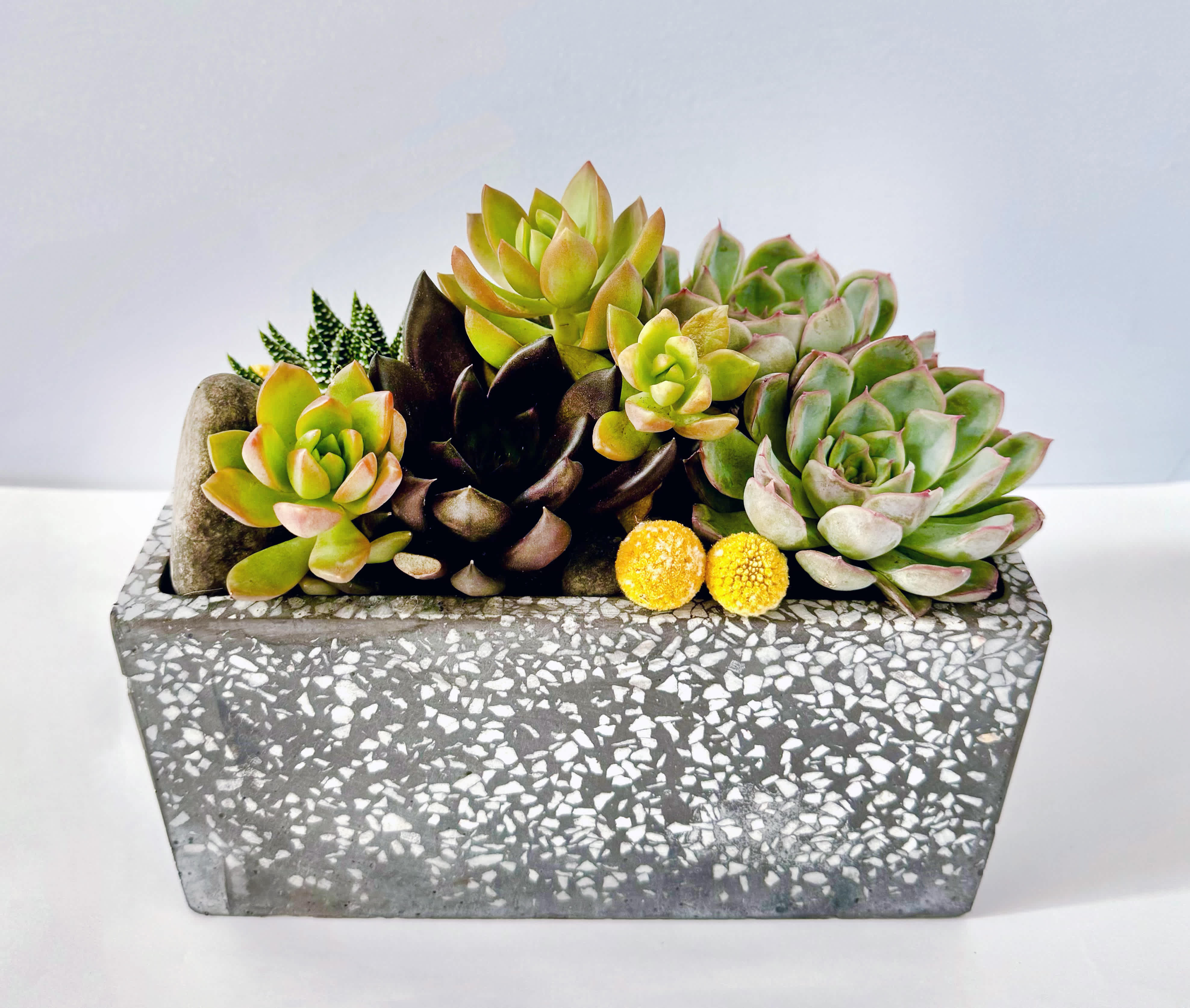 Succulent fun - This succulent terrarium is presented a 4&quot;*8&quot; rectangle planter. It's great for a office desk. 