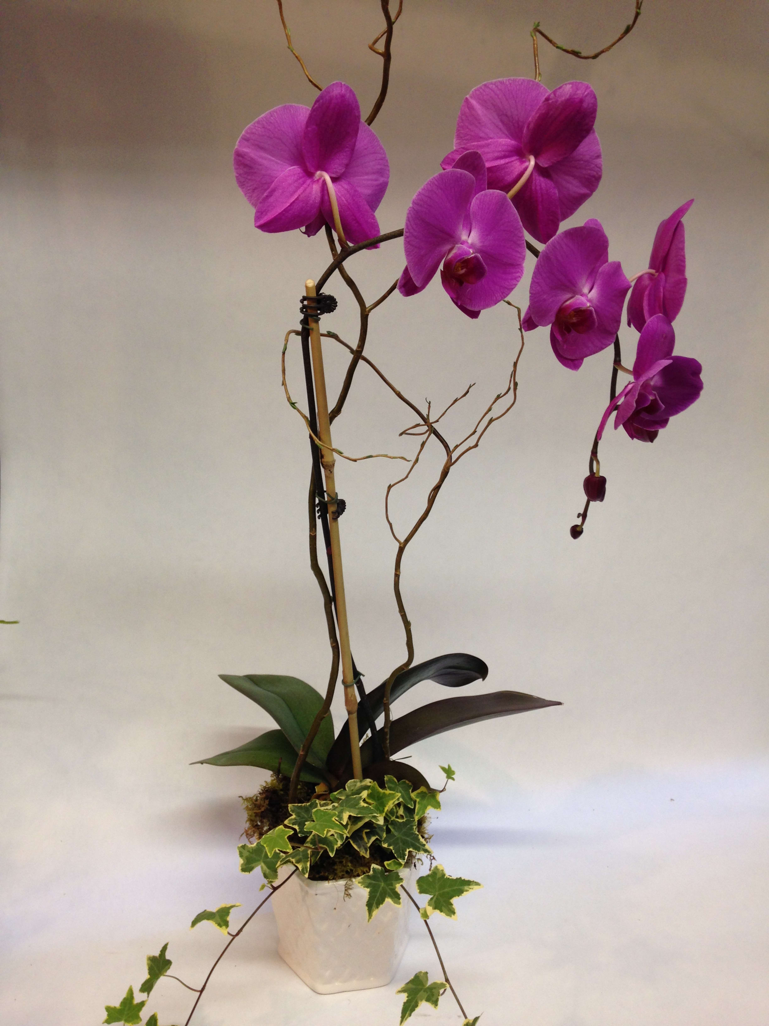 Purple Rain Orchid Purple Rain Orchid - This planter comes complete with trailing English Ivy and cuttings of curly willow. Planter color may vary from plant to plant. (Some flowers may be subject to change depending on the season. We will contact you with available flower substitutions; please contact us with specific questions if you are concerned with flower availability, thanks!) Featured arrangement: $100.00 - 2 stems orchid with 1 plant (Regular Price). $200.00 - 4 stems orchid with 1 plant (Deluxe price). $300 - 6 stems orchids with 1 plant (Premium Price).