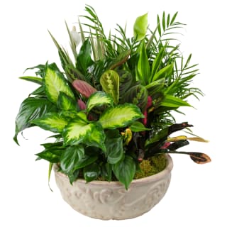14 &quot; Classic Dish Garden  - This low bowl filled with living plants will also carry comfort and compassion for many months to come. Perfect to send to the home or service. One planter arrives filled with dracaena, ivy, palm, spathiphyllum and syngonium plants. The As Shown version of this product is Approximately: 14&quot; W x 22&quot; H, if you upgrade to the Deluxe version the designer will create a larger more full version for you