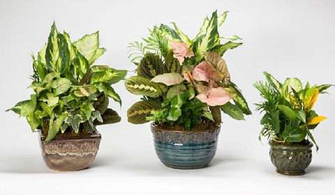 Ceramic Assortment With Dish Gardens - Ceramic Assortment With Dish Gardens