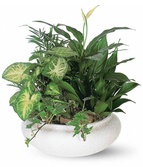 Dish Garden - 10&quot; Ceramic - Planter, foliage, desk, office Dish gardens are a green and growing expression – perfect for any occasion – with a burst of floral elegance.We will have complimenting fresh-cut ..from Orchids  Florist in  waterbuy  ct