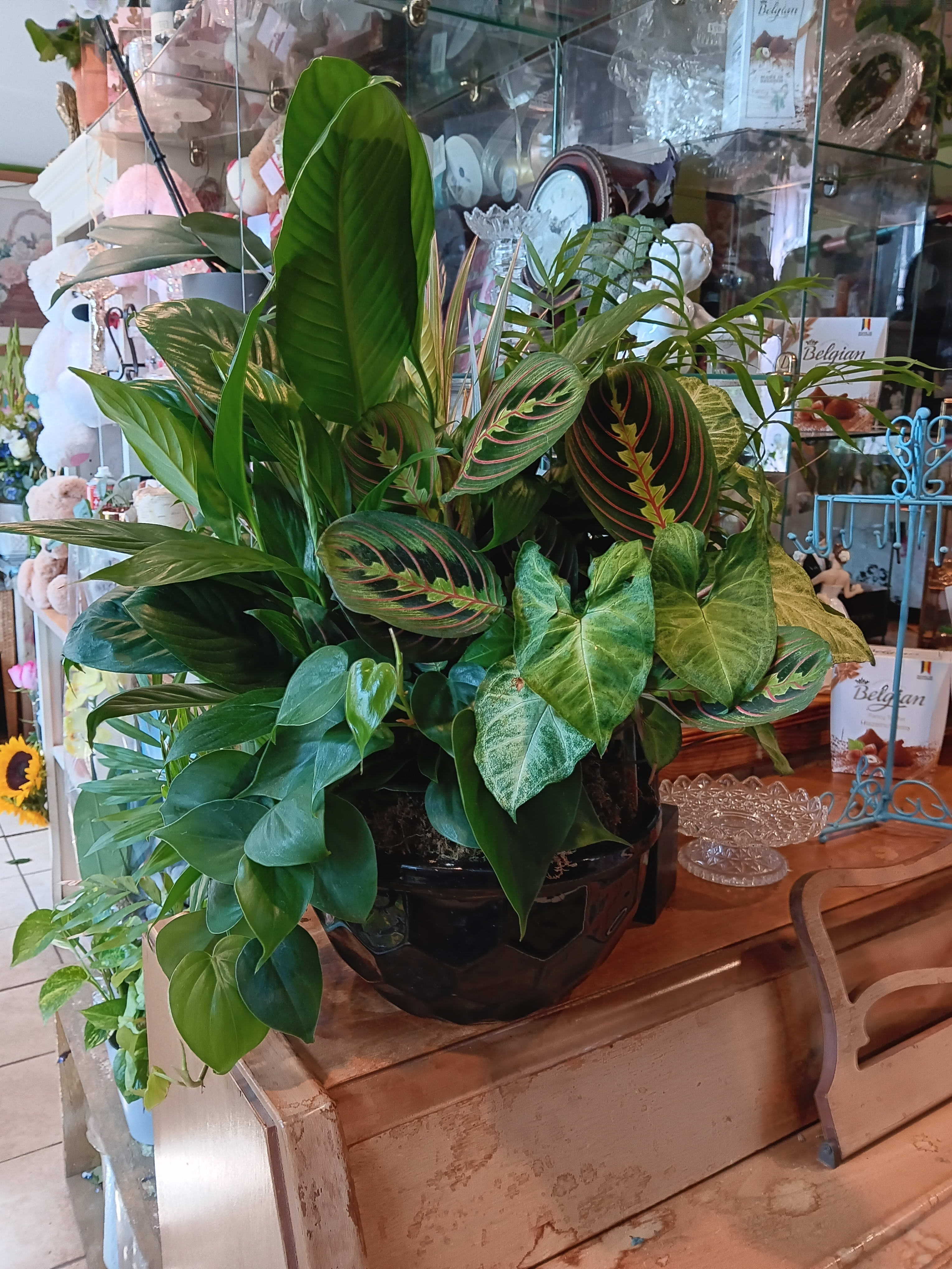 Dish Garden in Ceramic from Orchids Florist  - Assorted green foliage plants mossed and planted together in ceramic container. Please note color/design of ceramic container 