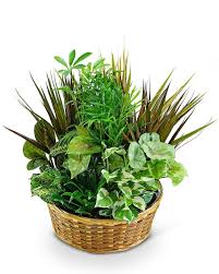 Dish Garden Dish Garden - Traditional dish garden of assorted green and or blooming plant. Container and plants will vary.