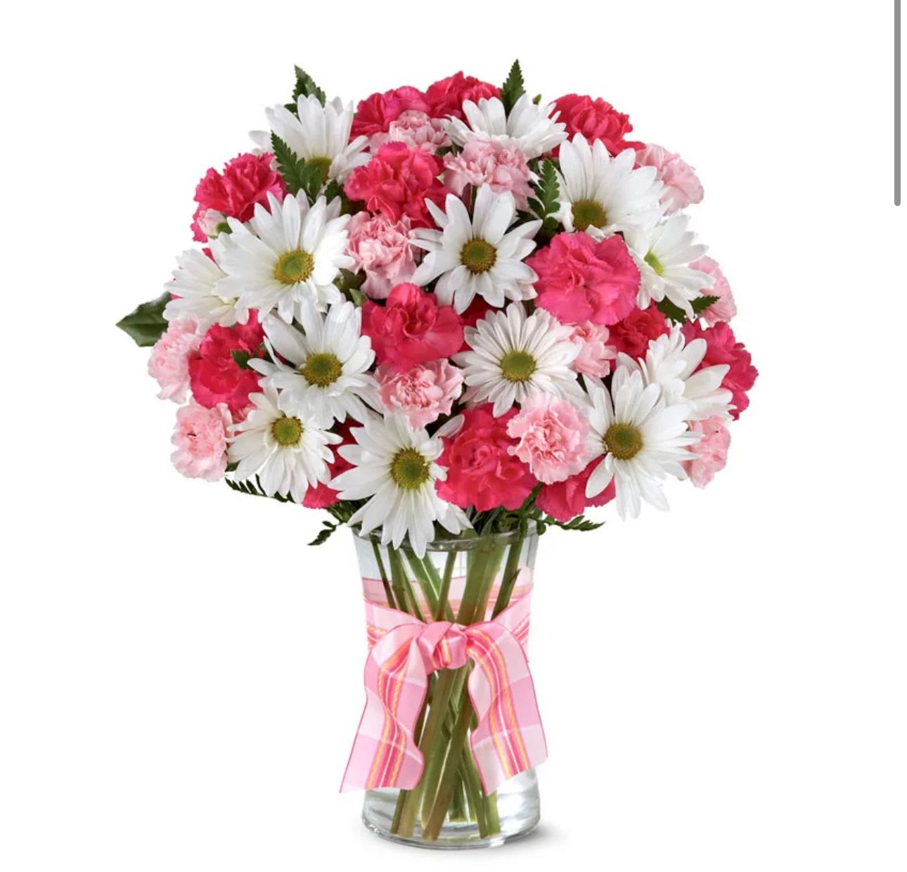 Daisies sweet pink  - .