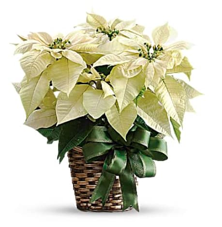 White Poinsettia White Poinsettia - Nothing says Christmas like a poinsettia! A unique twist on the traditional Christmas plant, send this white poinsettia as a holiday gift - or keep it for yourself as Christmas décor! The flowering plant will be specially delivered by a local florist. A beautiful white poinsettia plant is potted in a 6-inch pot and presented in a natural basket decorated with shimmering green satin ribbon. Orientation: All-Around
