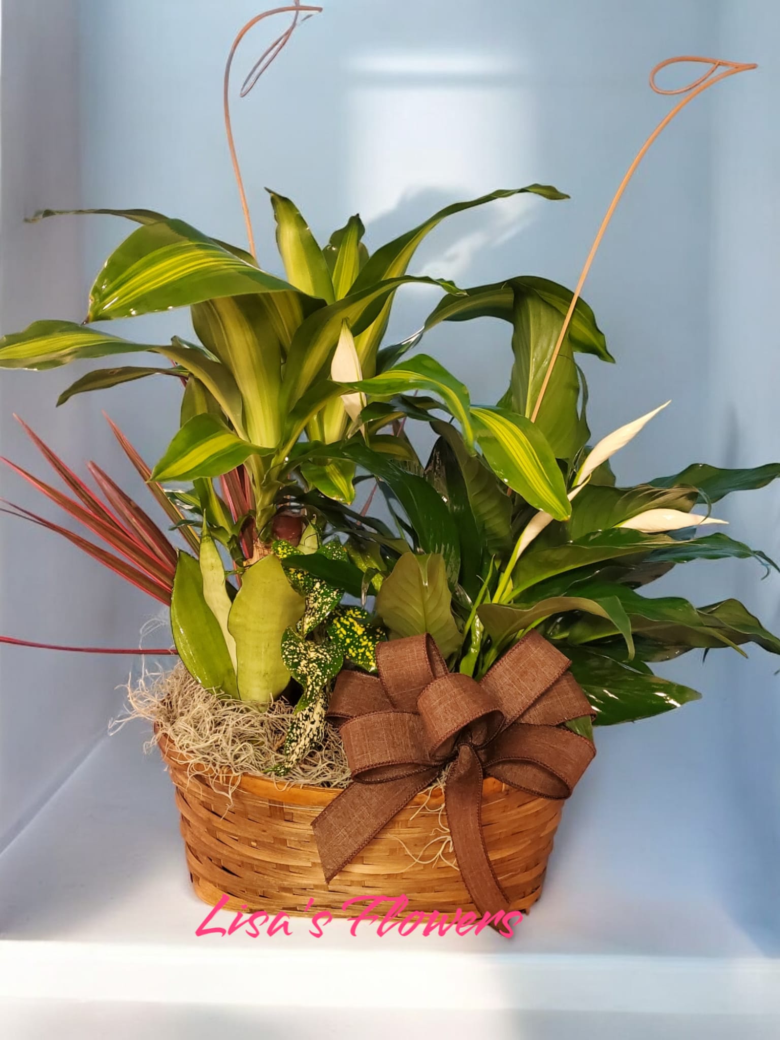 Plant Basket - Double plant basket contains two plants with appropriate accents.   
