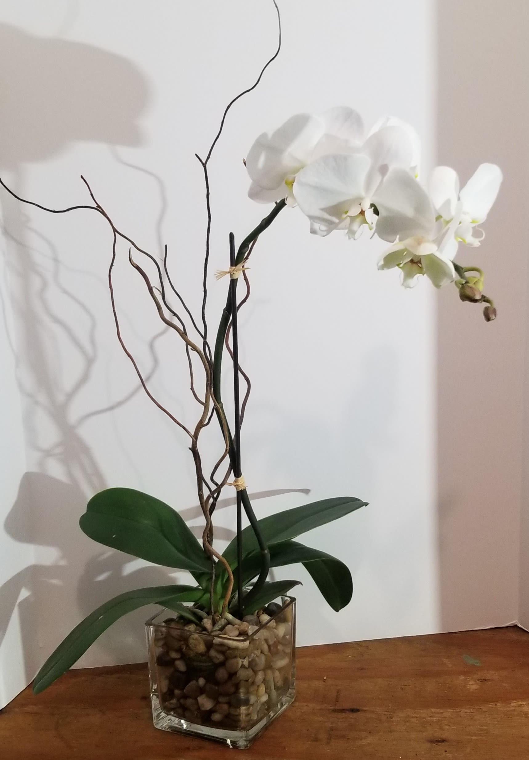 1 Stem White Phalaenopsis Orchid - Hard to say, but easy to love. That's the striking Phalaenopsis orchid. Its graceful beauty adds elegance to any setting, with vibrant green leaves that complement a long, delicate stem and wing-shaped blooms. Beautifully set by FlowerBees' floral designers in a chic glass cube planter Single white Phalaenopsis (fah-lay-NOP-sis) orchid stem arrives fresh and blooming. Each plant is hand selected, so if looking for a color other than white please state in Special Instructions.  Container may vary due to local availability