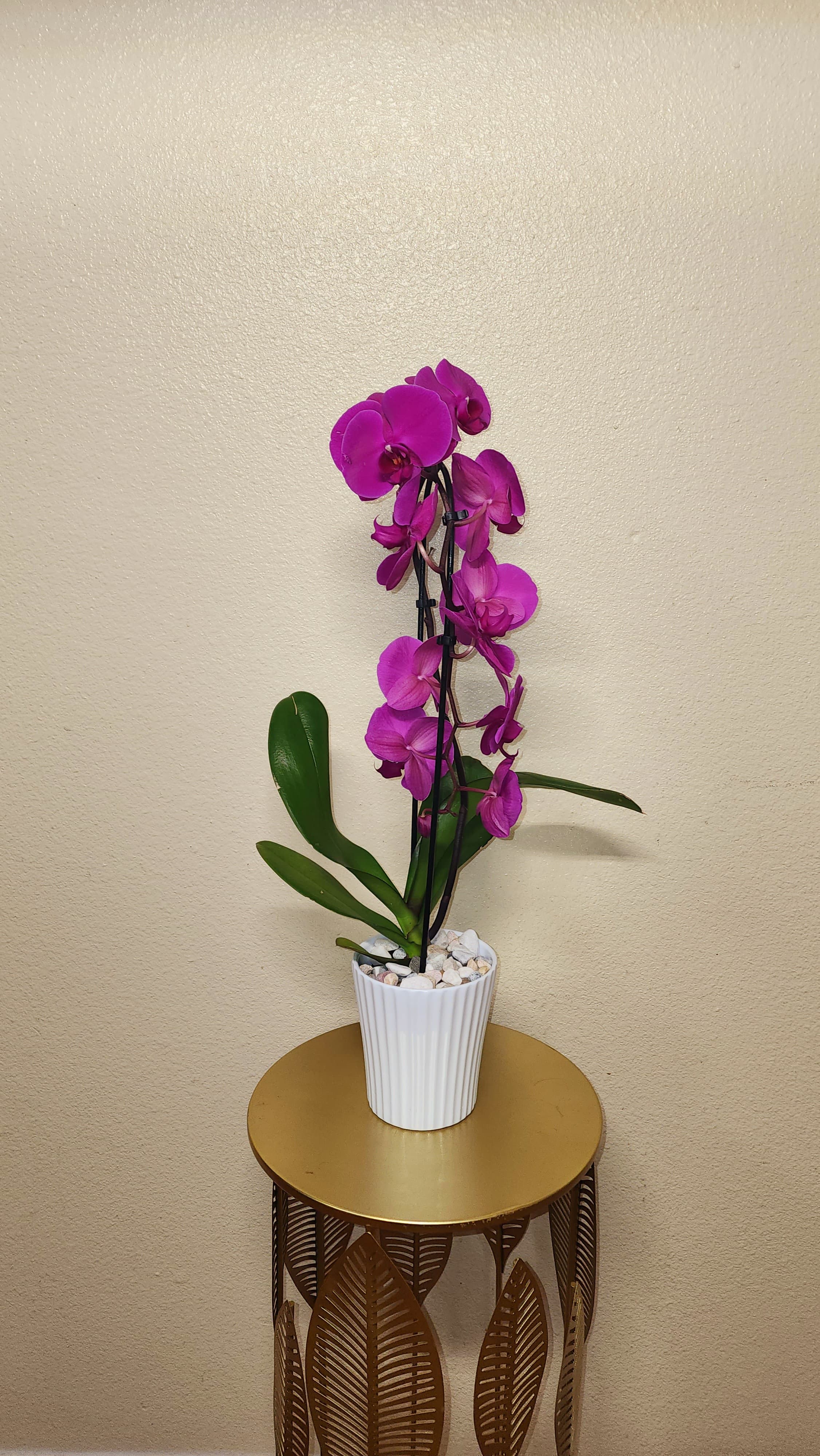 Single Stem Orchid  - Orchids are one of those classics that never fails, you just put the occasion and this beauty will be perfect for it. The color may vary, so we invite you to ask about available colors when placing your order.