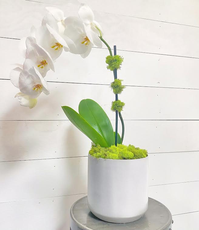 White Single Stem Phalaenopsis Orchid White Single Stem Phalaenopsis Orchid - A wonderful everyday alternative, our beautiful potted double white orchids in a white or pink ceramic pot with green moss. These luxe plants make a beautiful gift for any occasion! (a deluxe is double stemmed or willow addition, depending on availability)