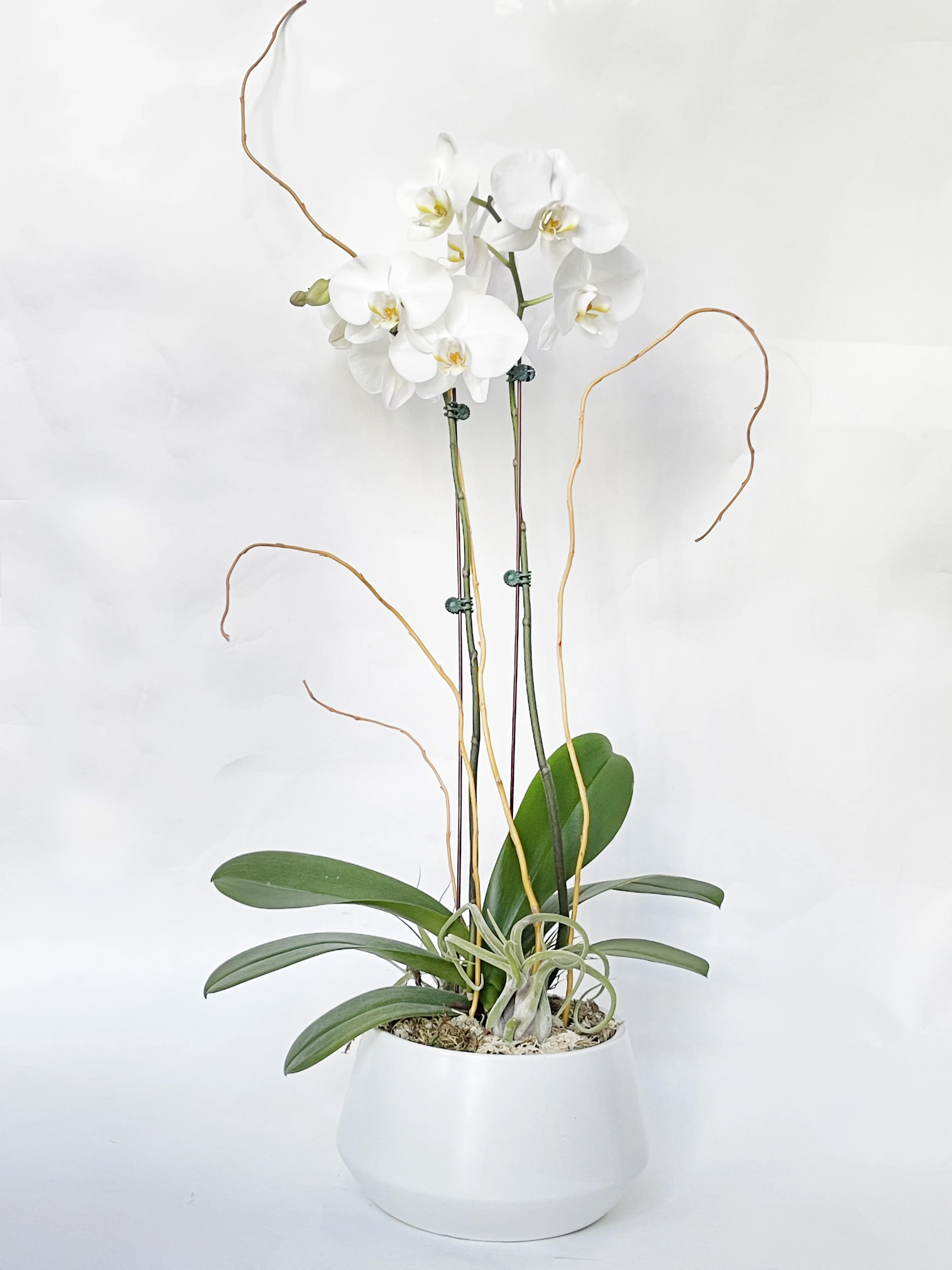 Orchid Sophistication Orchid Sophistication - What can enhance the home or office more than this unique presentation of a double spiked white Phalaenopsis Orchid plant that arrives with attached air plants as well a succulent plant at the base.