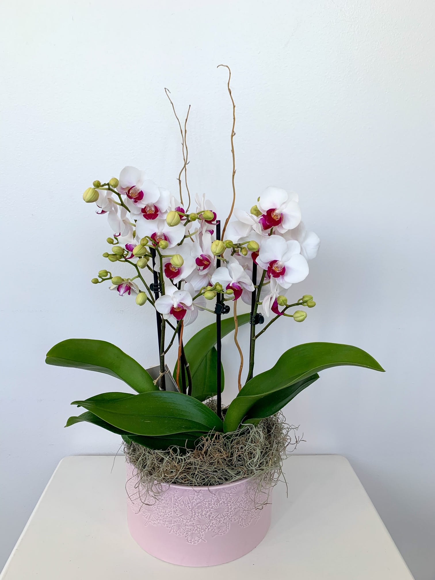 Phalaenopsis Orchid - Ceramic Phalaenopsis Orchid Planter. Color may vary.