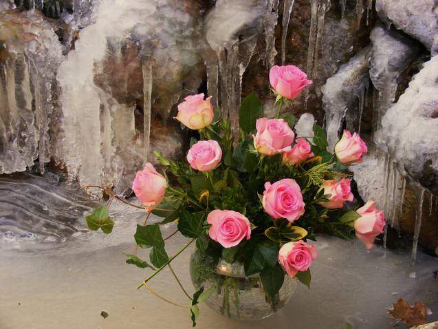 Rose Pink Ice  - Romantic Pink Roses