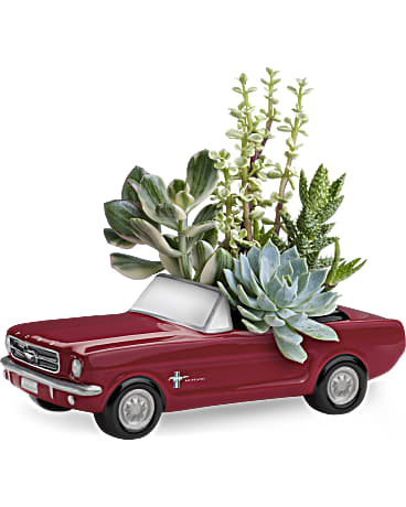 Dream Wheels '65 Ford Mustang Dream Wheels '65 Ford Mustang - This Father's Day, get Dad's motor running with this collectible gift! In the perfect shade of poppy red, this classic '65 Ford Mustang presents an array of living succulent plants. What a beautiful, fun-filled display for dad's desk or bedroom! This living arrangement includes a variety of succulent plants. Delivered in a '65 Ford Mustang collectible keepsake. *Arrangement is a small to medium size*