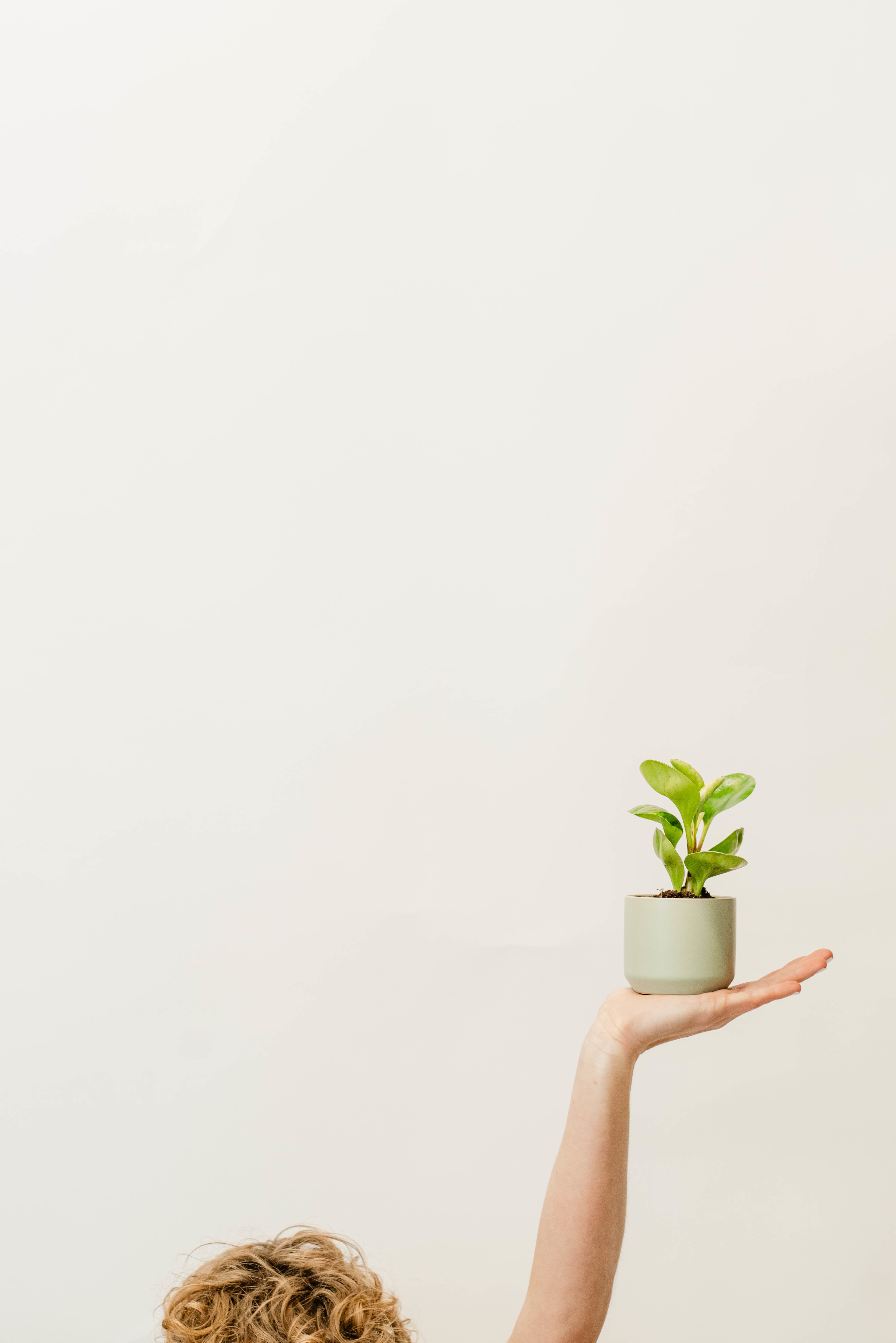 Small Plant  - Bring a breath of fresh air into your space with our small plant, perfectly sized to brighten up any desk, shelf, or windowsill. Easy to care for and full of charm, this living accent adds a touch of greenery and warmth to your home or office. 