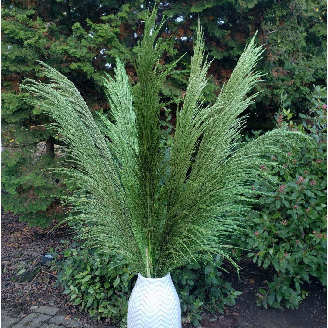 No-Shed Silky Large Pampas (3-4ft) - Emerald Green - Elevate your decor with the timeless beauty of these no-shed silky large pampas. Standing an impressive 3 to 4 feet tall, these pampas grass stems in a vibrant emerald green hue make a bold statement. Perfect for adding warmth and texture to your living space, event, or special occasion, they bring a touch of elegance and sophistication to any arrangement.  Unlike traditional pampas, these are treated to ensure they remain shed-free, allowing for a clean, hassle-free display. Their silky soft plumes are ideal for creating dramatic, eye-catching arrangements in vases or as part of boho-chic, rustic, or modern designs. Sold individually, they offer the flexibility to customize your styling needs.  Add a natural yet luxurious vibe to your space with these exquisite pampas stems.
