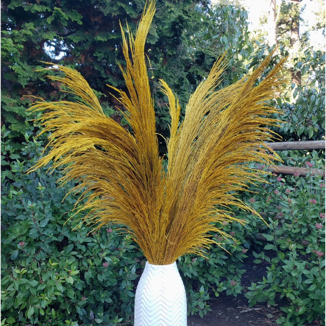 No-Shed Silky Large Pampas (3-4ft) - Golden Yellow - Elevate your decor with the timeless beauty of these no-shed silky large pampas. Standing an impressive 3 to 4 feet tall, these pampas grass stems in a radiant golden yellow hue make a bold statement. Perfect for adding warmth and texture to your living space, event, or special occasion, they bring a touch of elegance and sophistication to any arrangement.  Unlike traditional pampas, these are treated to ensure they remain shed-free, allowing for a clean, hassle-free display. Their silky soft plumes are ideal for creating dramatic, eye-catching arrangements in vases or as part of boho-chic, rustic, or modern designs. Sold individually, they offer the flexibility to customize your styling needs.  Add a natural yet luxurious vibe to your space with these exquisite pampas stems.