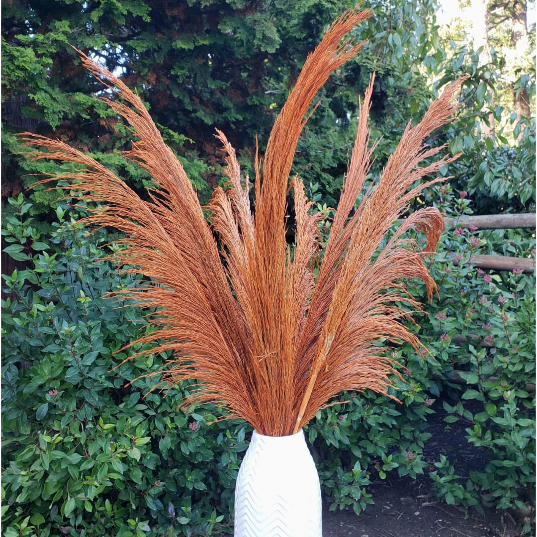 No-Shed Silky Large Pampas (3-4ft) - Orange Terracotta - Elevate your decor with the timeless beauty of these no-shed silky large pampas. Standing an impressive 3 to 4 feet tall, these pampas grass stems in a warm orange terracotta hue make a bold and earthy statement. Perfect for adding warmth and texture to your living space, event, or special occasion, they bring a touch of elegance and sophistication to any arrangement.  Unlike traditional pampas, these are treated to ensure they remain shed-free, allowing for a clean, hassle-free display. Their silky soft plumes are ideal for creating dramatic, eye-catching arrangements in vases or as part of boho-chic, rustic, or modern designs. Sold individually, they offer the flexibility to customize your styling needs.  Add a natural yet luxurious vibe to your space with these exquisite pampas stems.