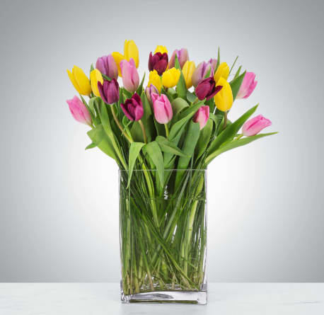Tulip Mania by BloomNation™ - Send a selection of tulips to somebody you have unconditional love for! Always treasured and appreciated, Tulips have a rich history and are loved by all making them a fan favorite for Mother's Day. They also are a great option for celebrating an anniversary or just because.  1st Image: Standard 2nd Image: Premium