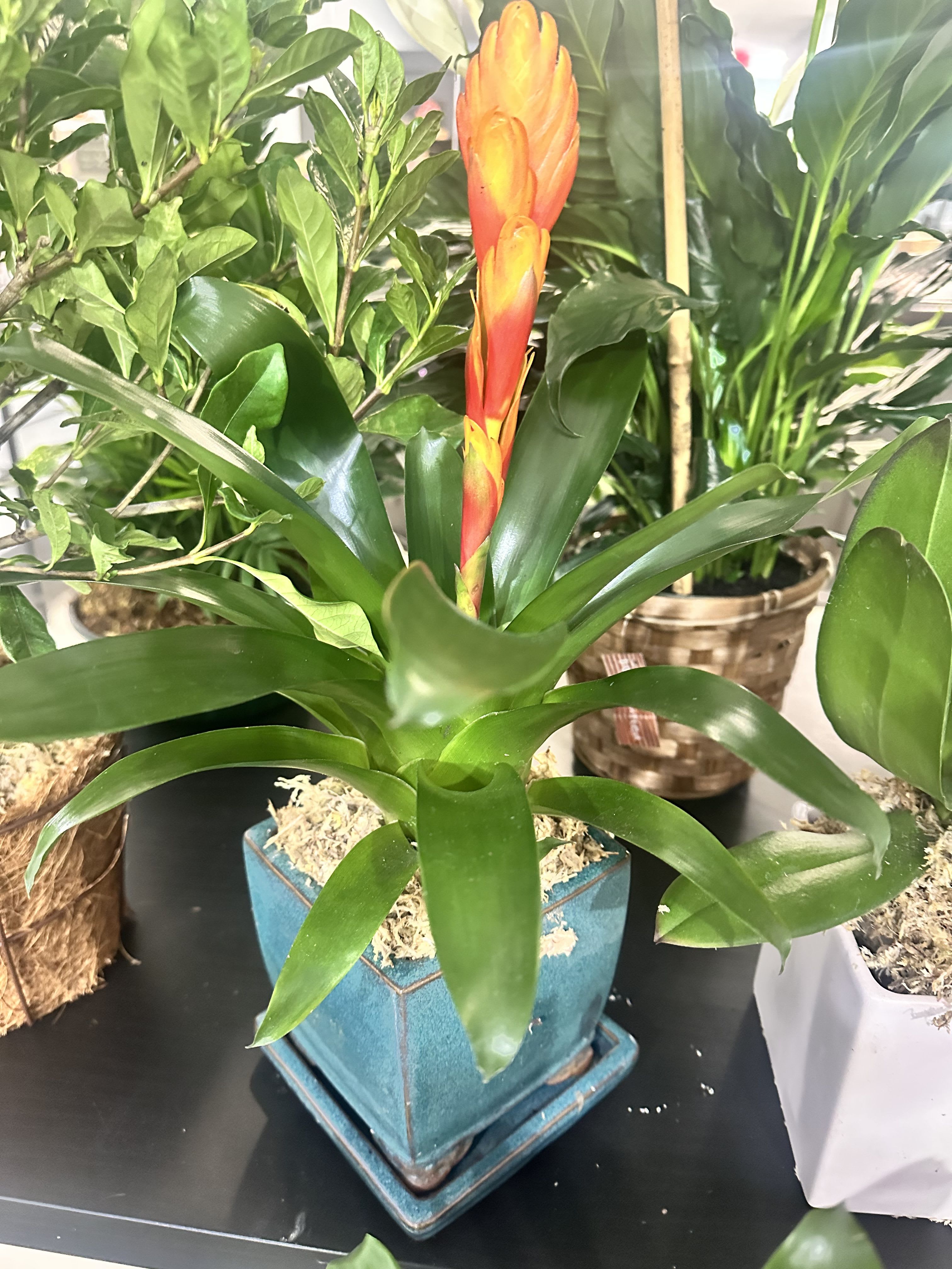 Double stemmed bromeliad - You can choose 1,2, or even three in a wooden box or ceramic planter 