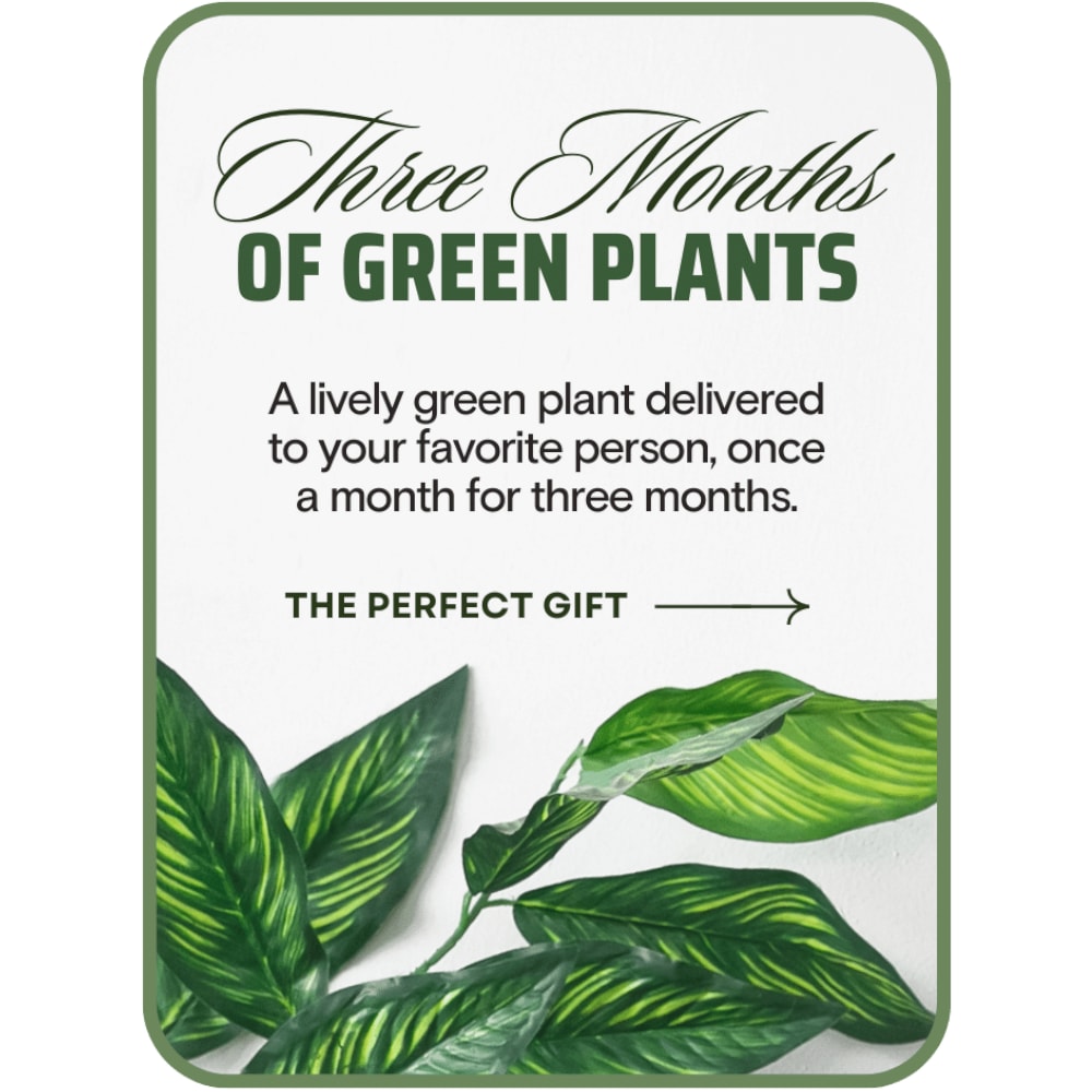 Plant Subscription (3) Plant Subscription (3) - Give the gift that keeps on giving with our Plant of the Month Subscription! Your first plant will be delivered on the day of your choice. The next 2 months will be delivered on or about that same date.
