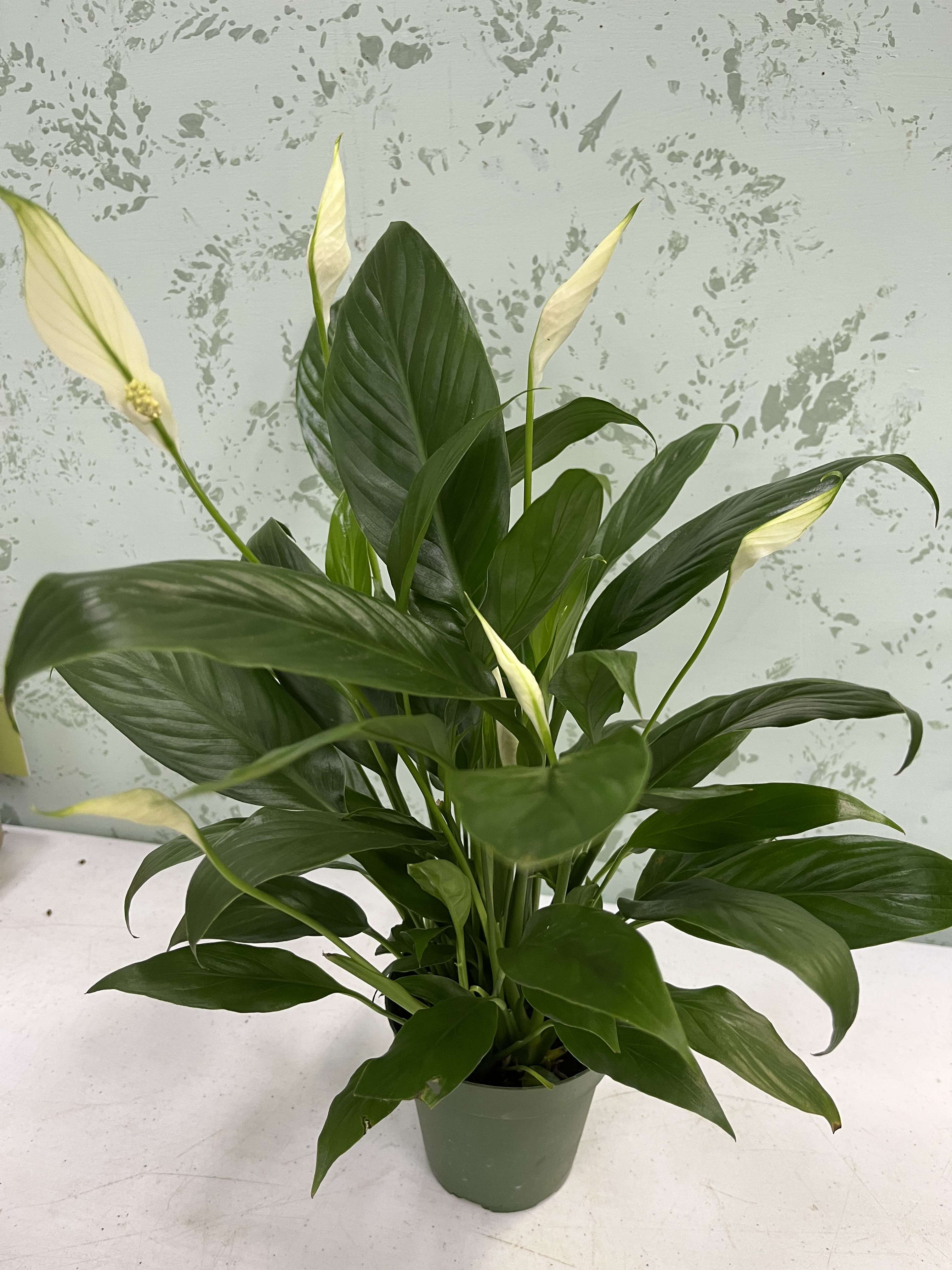 Peace Lilly  - Peace Lilly plant