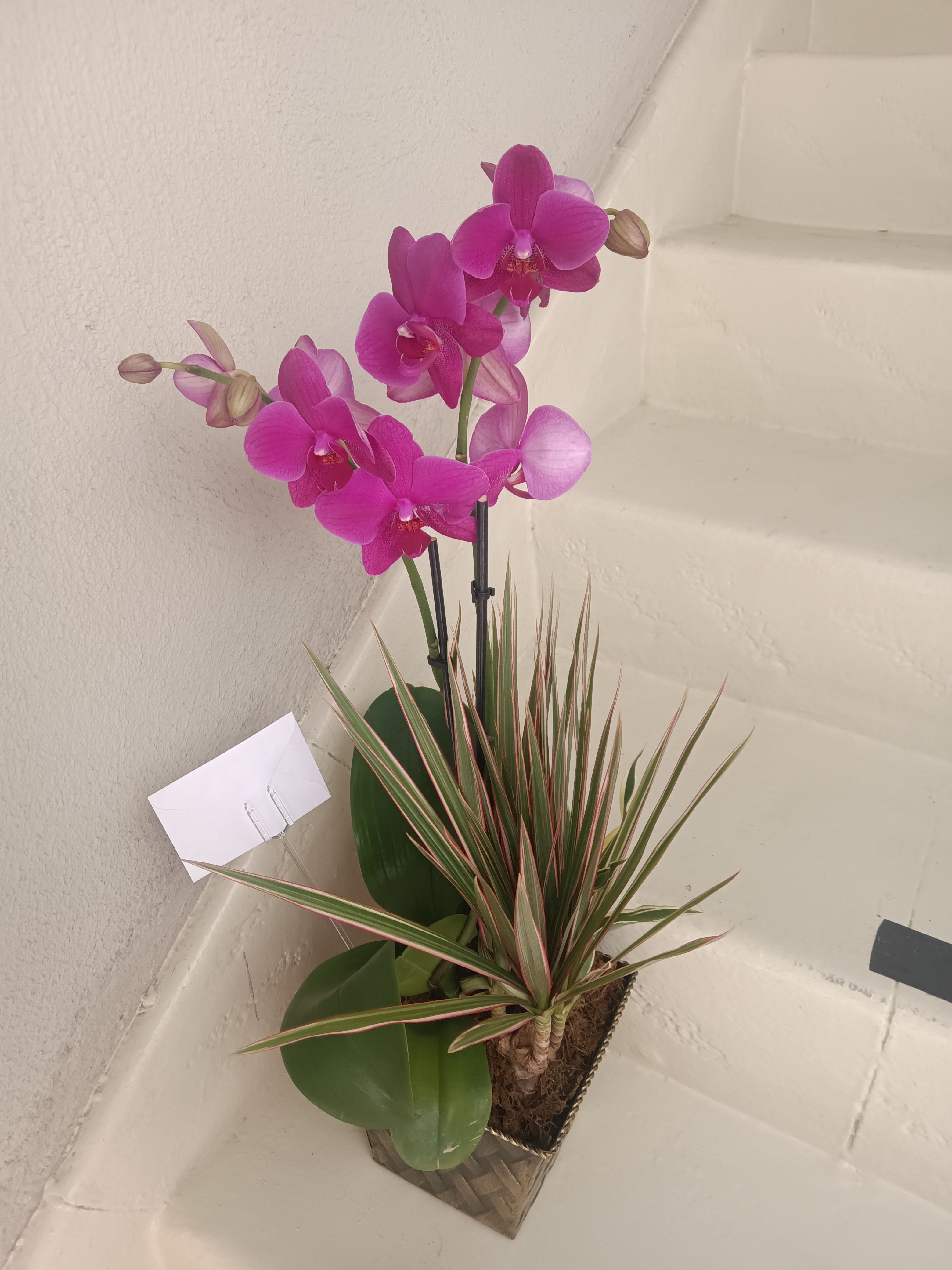 Purple orchid plant Purple orchid plant - Purple orchid plant