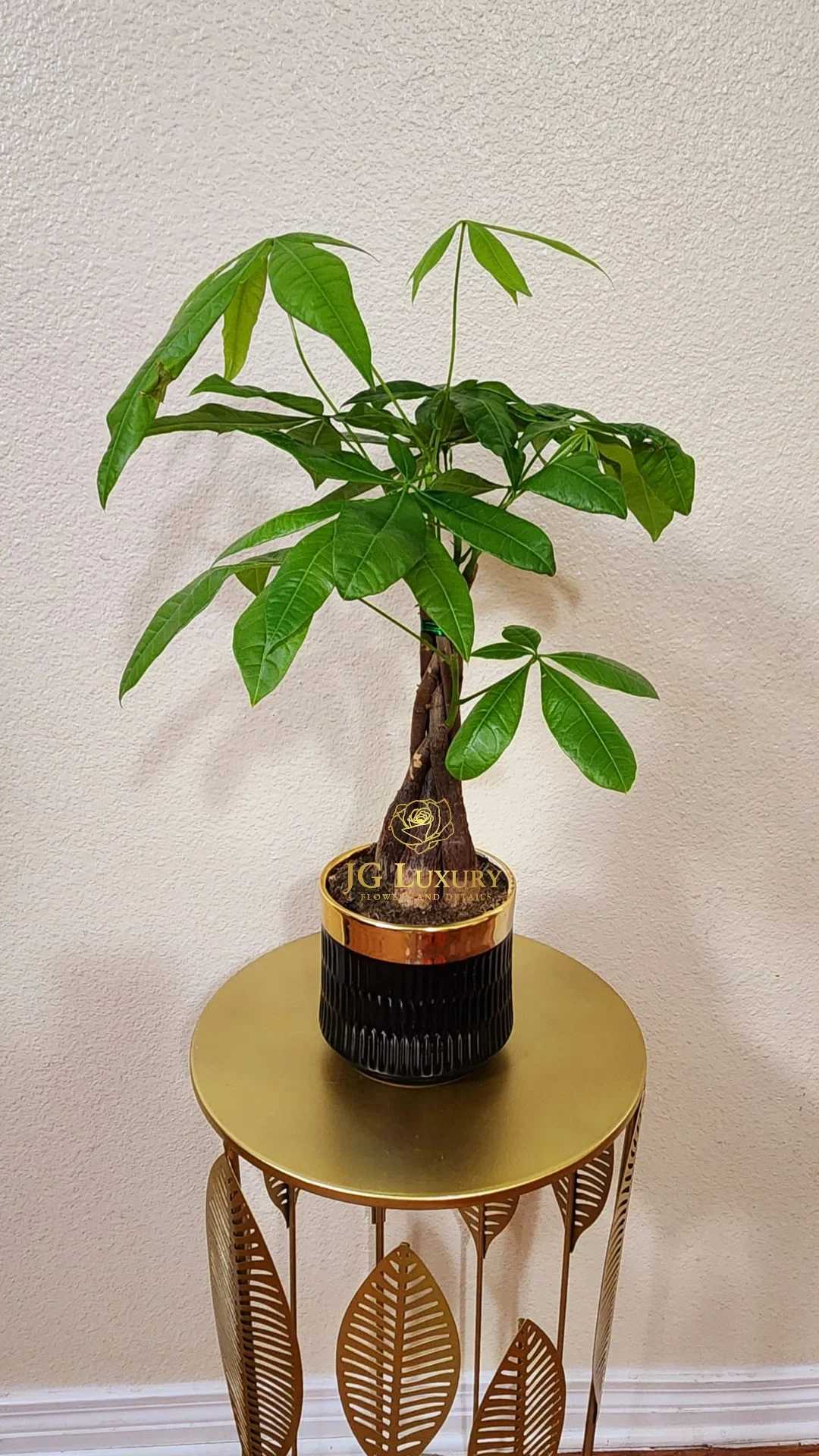 Money Tree (Container May Vary) - Please keep in mind that the container may vary.  This lovely plant it's a great choice of partner that can live in low light and has some beautiful river rocks.