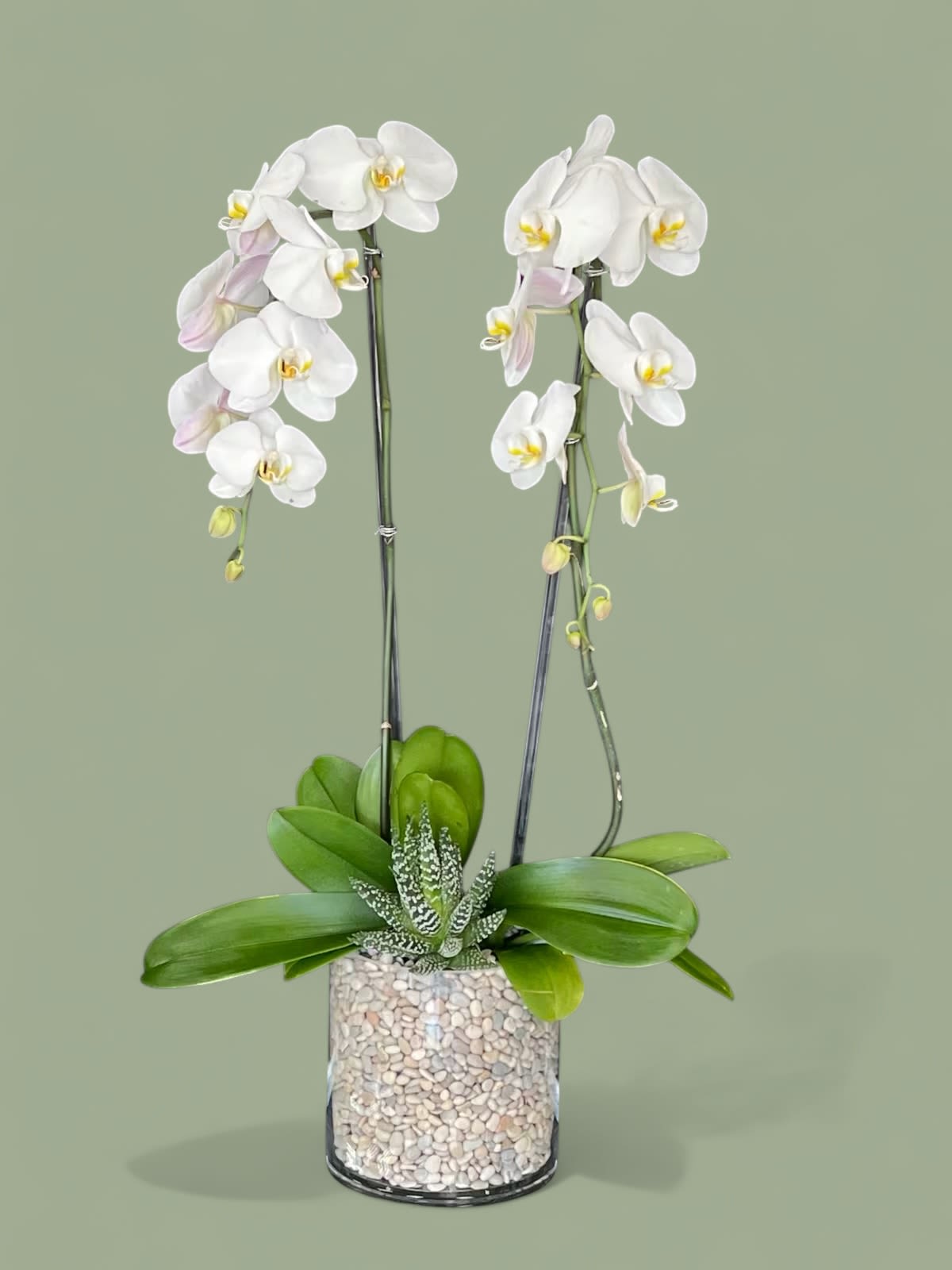 Martha  - Orchid plant  