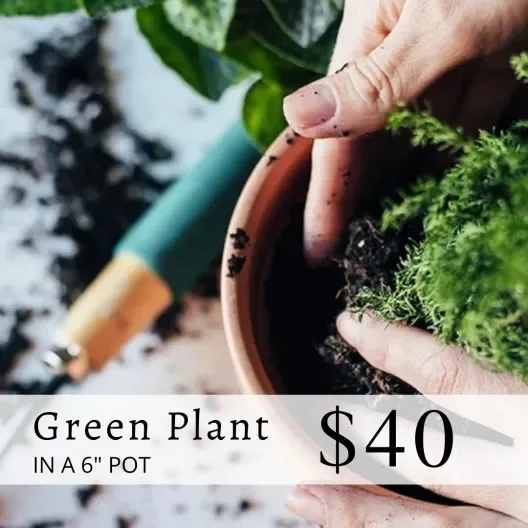 Green plant Green plant - A tropical foliage plant in 6 inch basket with bow.