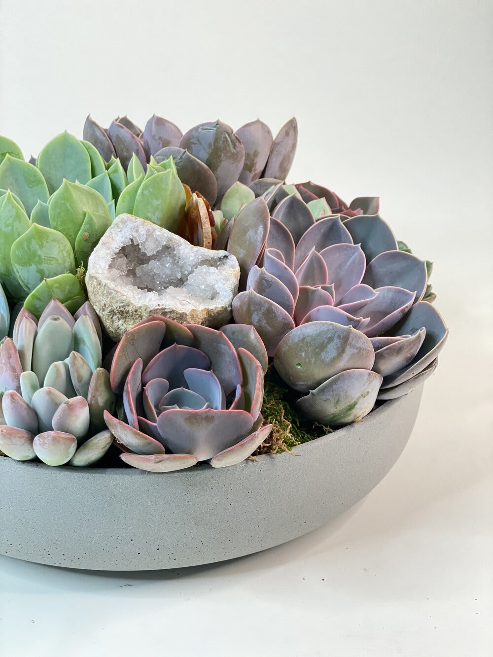THRIVE THRIVE - - Stunning succulent arrangement with variety of shapes and shades - Captivating display of natural elegance - Symbolizes strength and vitality - Perfect addition to any space