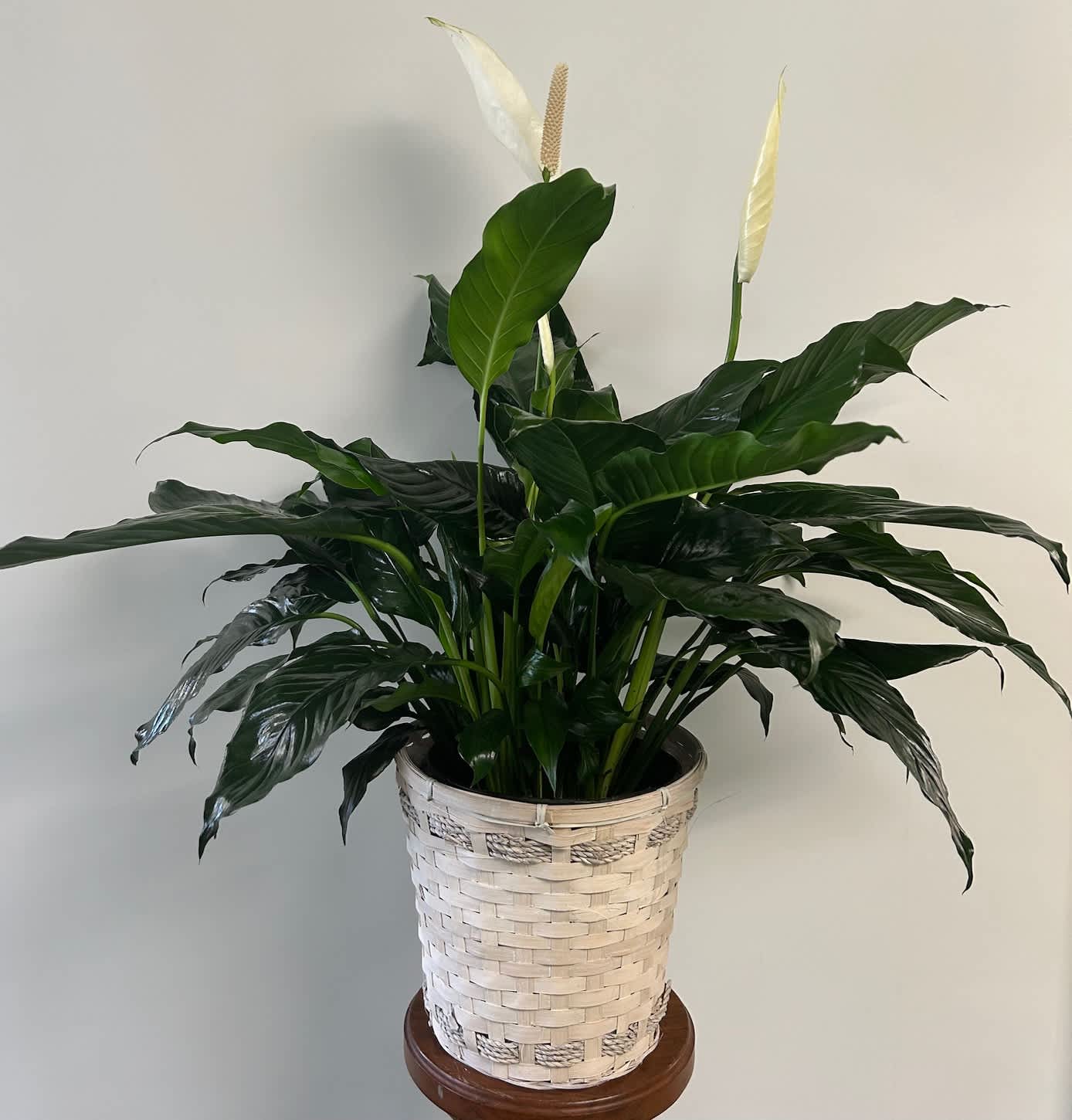 Simply Elegant Spathiphyllum - Medium in 8 inch pot - Known for its indoor beauty and ability to clear the air of contaminants, this brilliant green plant with dazzling white blossoms makes a perfect gift for almost any occasion. low-maintenance. High quality.   This spathiphyllum comes in an 8&quot; woven wicker basket. It's a great medium for delivering vitality. Delivered in a brown or white basket. 