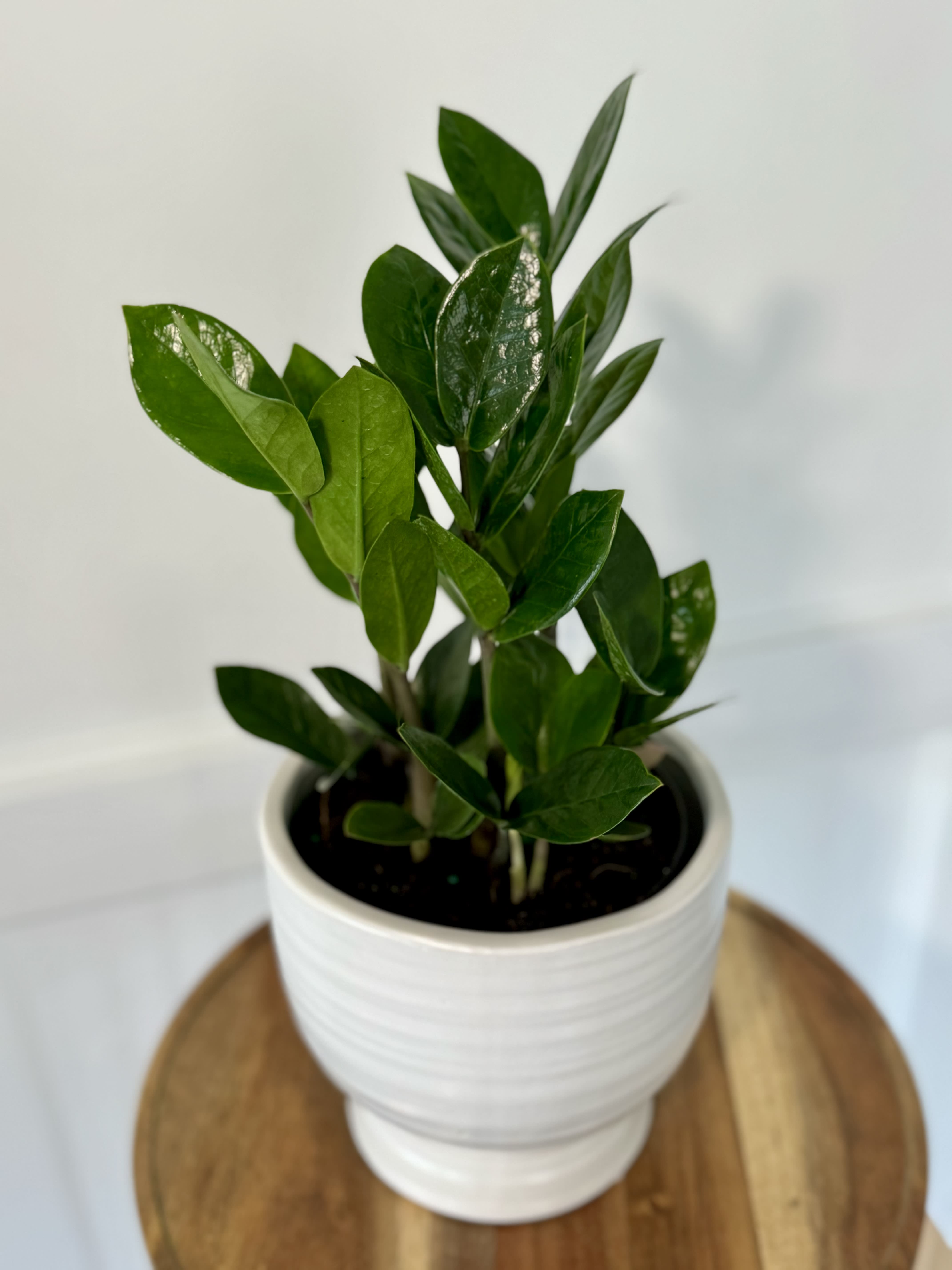 ZZ Plant  - Not sure what to get someone? ZZ's make a perfect gift! This is a 6&quot; container.