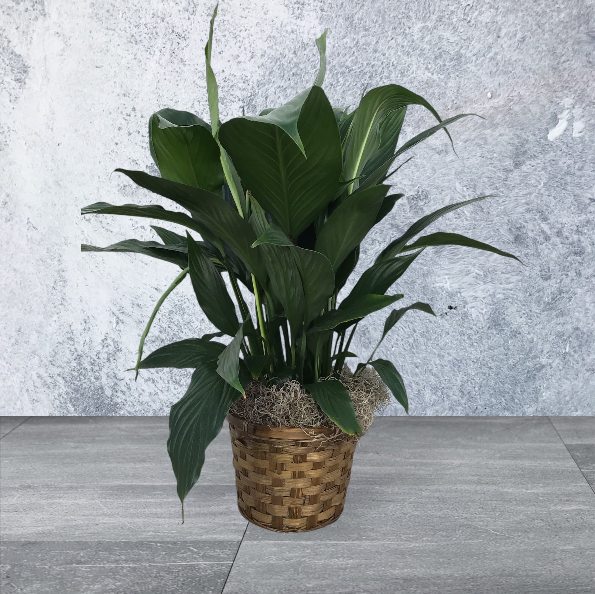 Peace Lily with basket Peace Lily with basket - 6” Peace Lily in basket