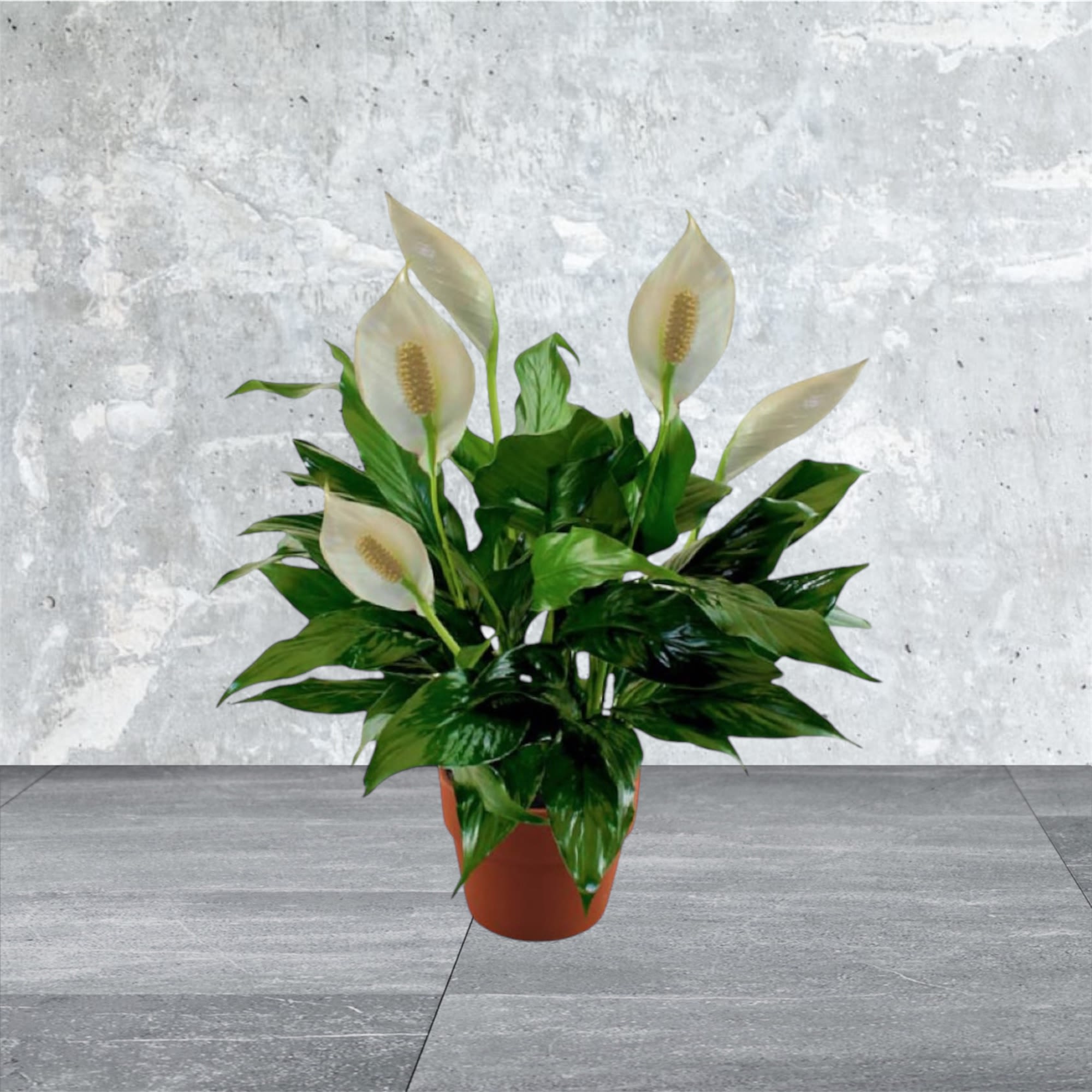 Peace Lily - A classic Peace Lily Plant is an appropriate gift for a variety of occasions. The dark green foliage and white blooms of this plant create an elegant combination that is sure to please your recipient.