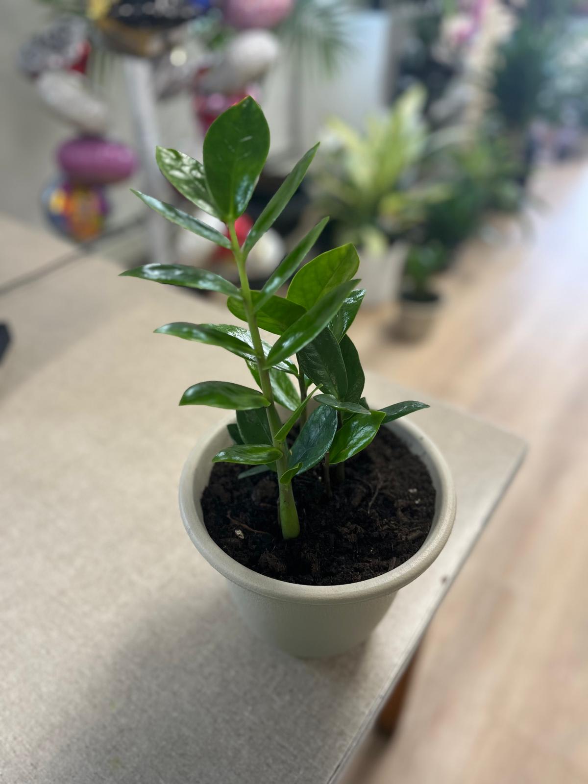 ZZ plant - People call it a money plant since the plant has green and black leaves
