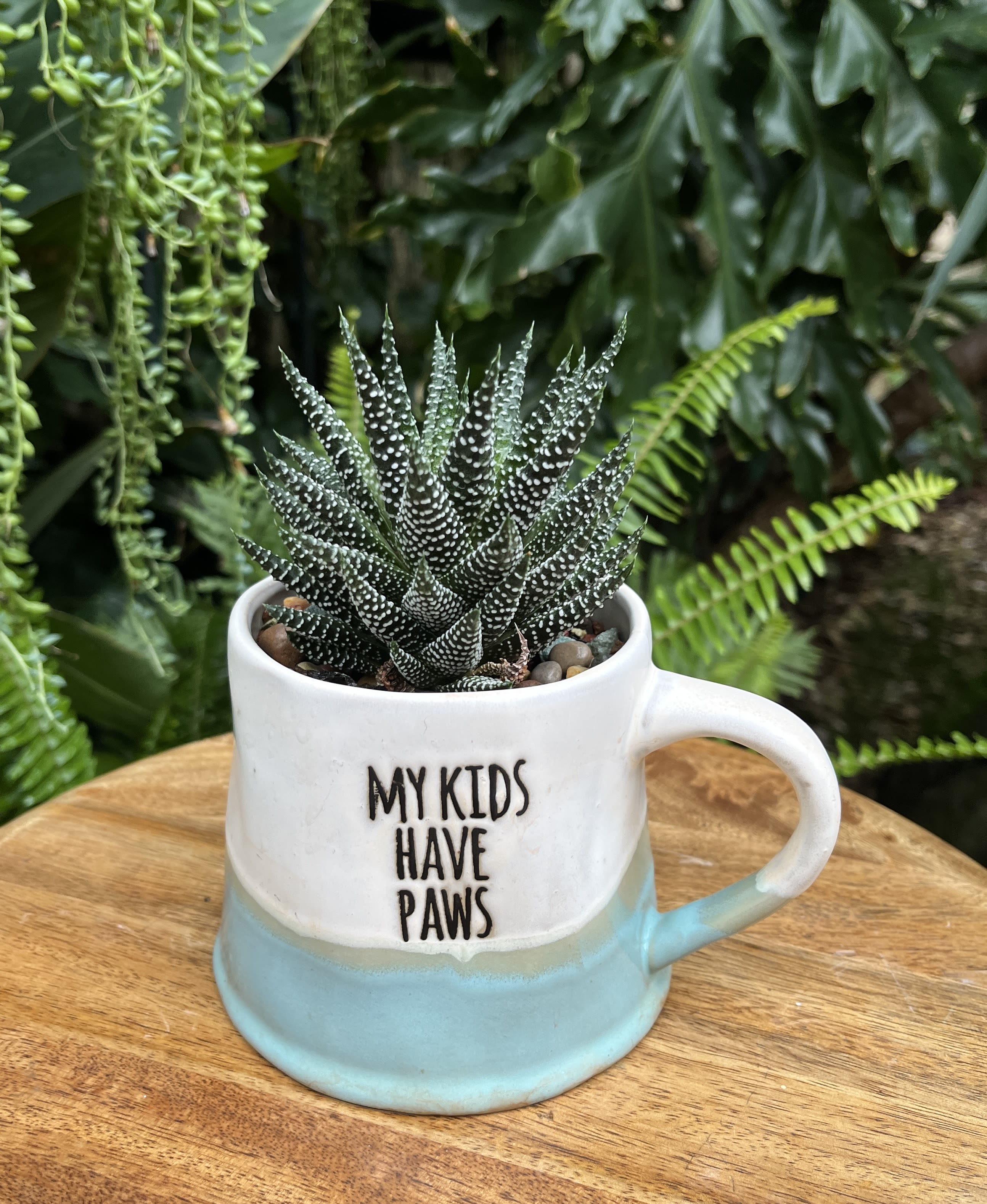 My Kids Have Paws My Kids Have Paws - A living succulent selected and grown to complement a mug about 4 inches tall. This photograph illustrates the variety of succulent types and mugs we offer. The specific succulent and mug combination delivered will be determined by the designer based on availability. If you would like to request a specific item, please place your order in the Custom Arrangements section where you can specify those details or give us a call to discuss your ideas. We grow our succulents in a soil-free medium in mugs with drain holes to help assure long-term, disease-free health of the plant. Each succulent comes with a care instruction.