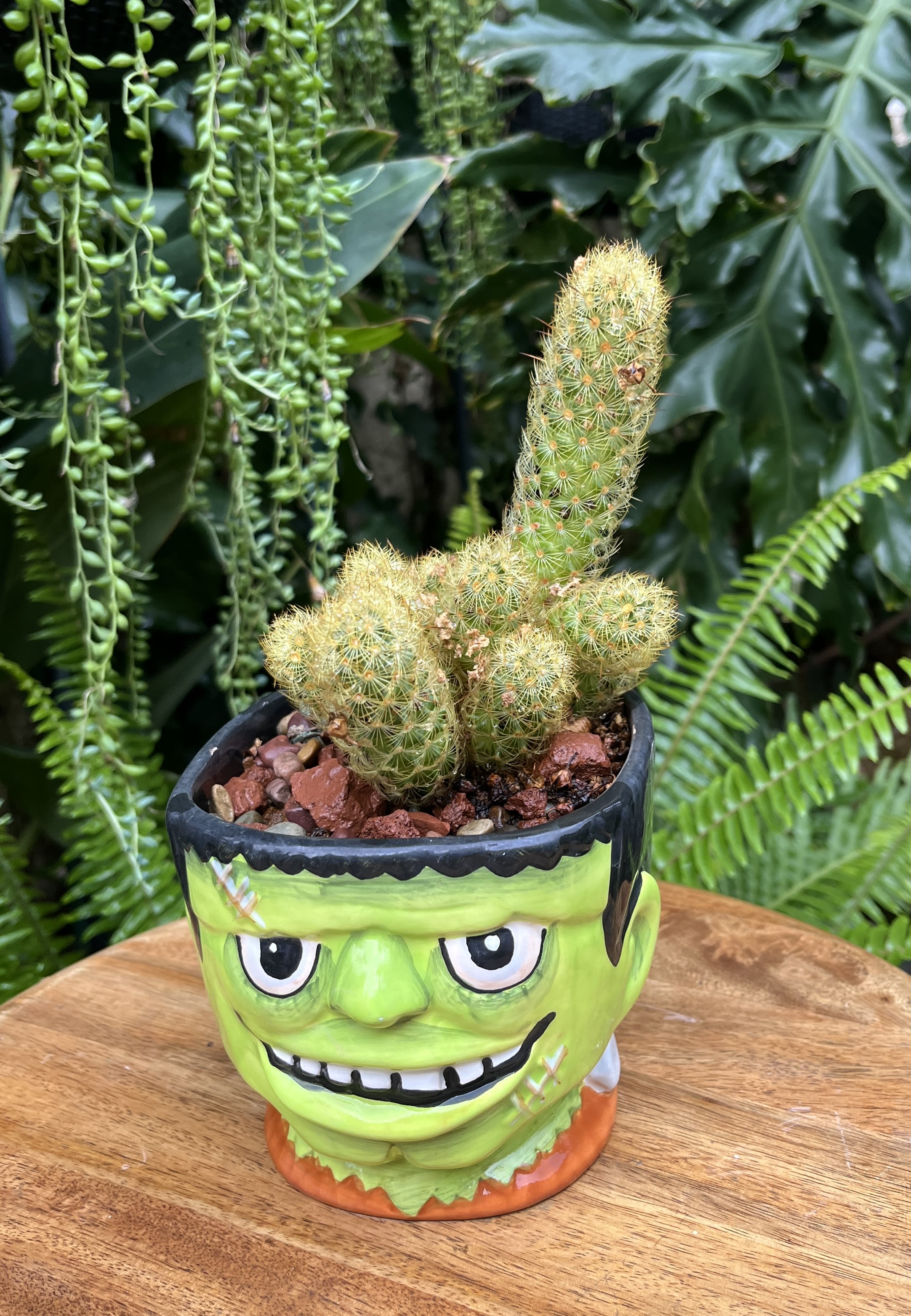 Green Green - A living succulent selected and grown to complement a mug about 4 inches tall. This photograph illustrates the variety of succulent types and mugs we offer. The specific succulent and mug combination delivered will be determined by the designer based on availability. If you would like to request a specific item, please place your order in the Custom Arrangements section where you can specify those details or give us a call to discuss your ideas. We grow our succulents in a soil-free medium in mugs with drain holes to help assure long-term, disease-free health of the plant. Each succulent comes with a care instruction.
