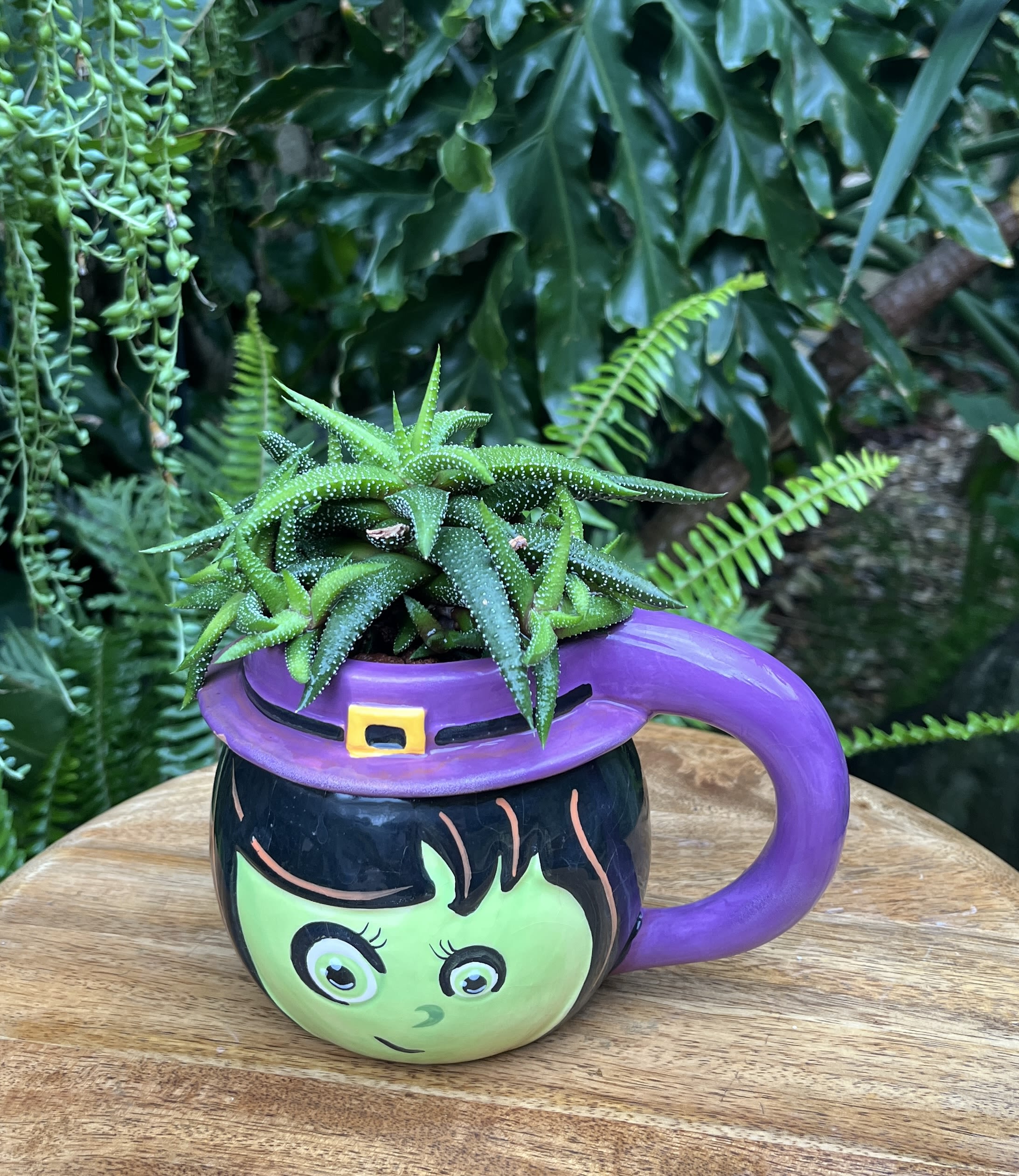 Girl Girl - A living succulent selected and grown to complement a mug about 4 inches tall. This photograph illustrates the variety of succulent types and mugs we offer. The specific succulent and mug combination delivered will be determined by the designer based on availability. If you would like to request a specific item, please place your order in the Custom Arrangements section where you can specify those details or give us a call to discuss your ideas. We grow our succulents in a soil-free medium in mugs with drain holes to help assure long-term, disease-free health of the plant. Each succulent comes with a care instruction.
