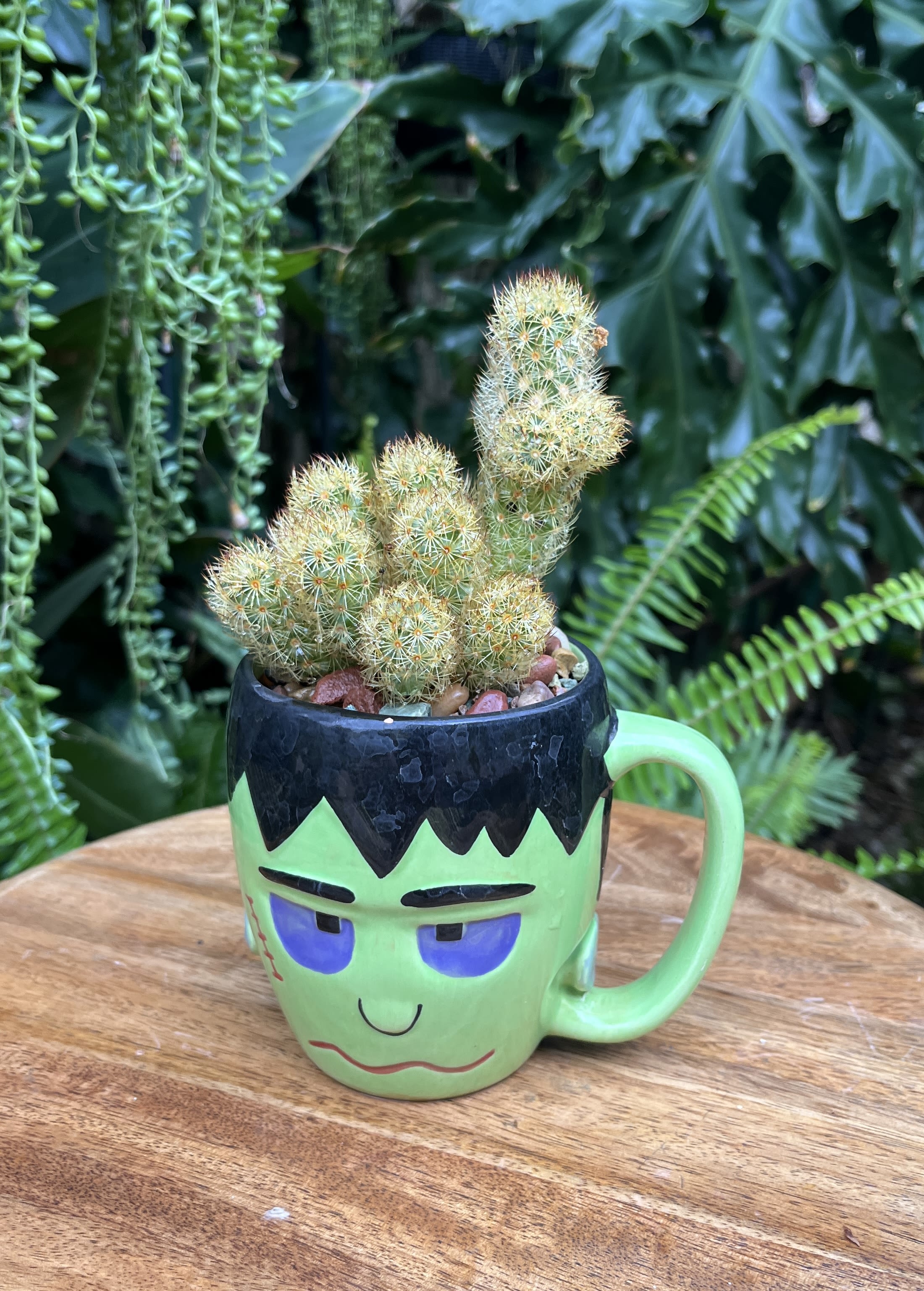 Its Its - A living succulent selected and grown to complement a mug about 4 inches tall. This photograph illustrates the variety of succulent types and mugs we offer. The specific succulent and mug combination delivered will be determined by the designer based on availability. If you would like to request a specific item, please place your order in the Custom Arrangements section where you can specify those details or give us a call to discuss your ideas. We grow our succulents in a soil-free medium in mugs with drain holes to help assure long-term, disease-free health of the plant. Each succulent comes with a care instruction.