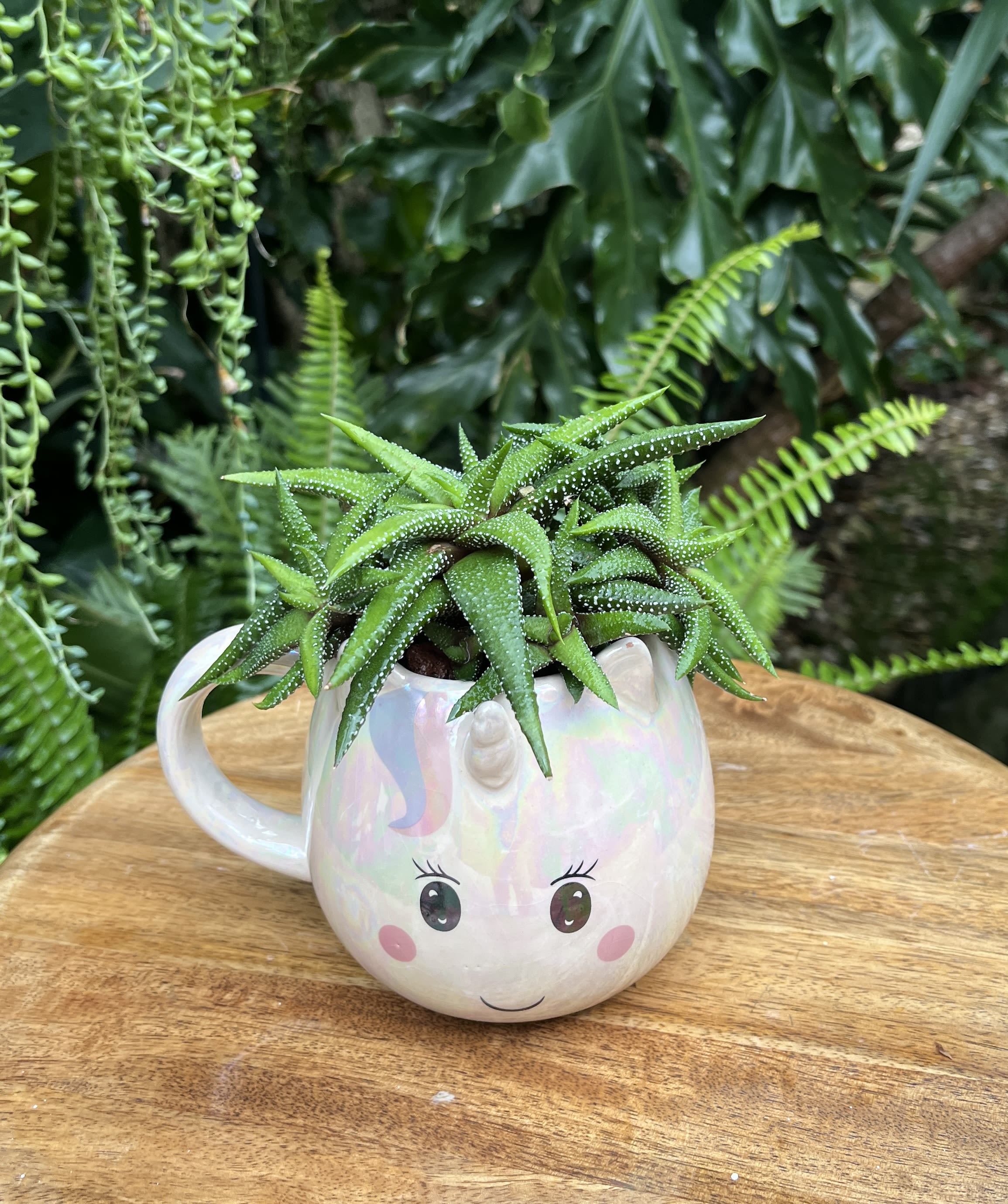 Rainbow Unicorn Rainbow Unicorn - A living succulent selected and grown to complement a mug about 4 inches tall. This photograph illustrates the variety of succulent types and mugs we offer. The specific succulent and mug combination delivered will be determined by the designer based on availability. If you would like to request a specific item, please place your order in the Custom Arrangements section where you can specify those details or give us a call to discuss your ideas. We grow our succulents in a soil-free medium in mugs with drain holes to help assure long-term, disease-free health of the plant. Each succulent comes with a care instruction.25.00
