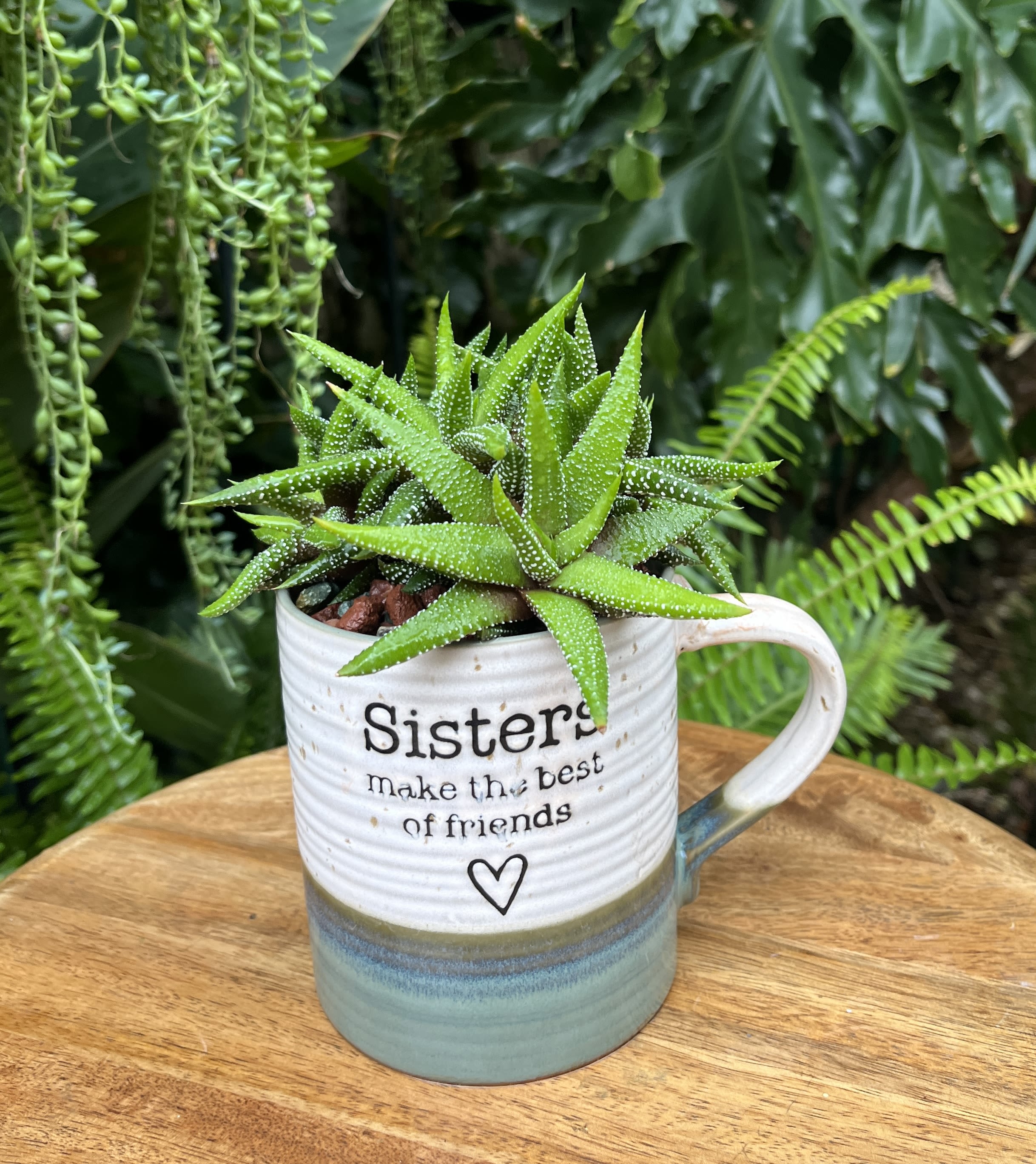Sisters Sisters - A living succulent selected and grown to complement a mug about 4 inches tall. This photograph illustrates the variety of succulent types and mugs we offer. The specific succulent and mug combination delivered will be determined by the designer based on availability. If you would like to request a specific item, please place your order in the Custom Arrangements section where you can specify those details or give us a call to discuss your ideas. We grow our succulents in a soil-free medium in mugs with drain holes to help assure long-term, disease-free health of the plant. Each succulent comes with a care instruction.