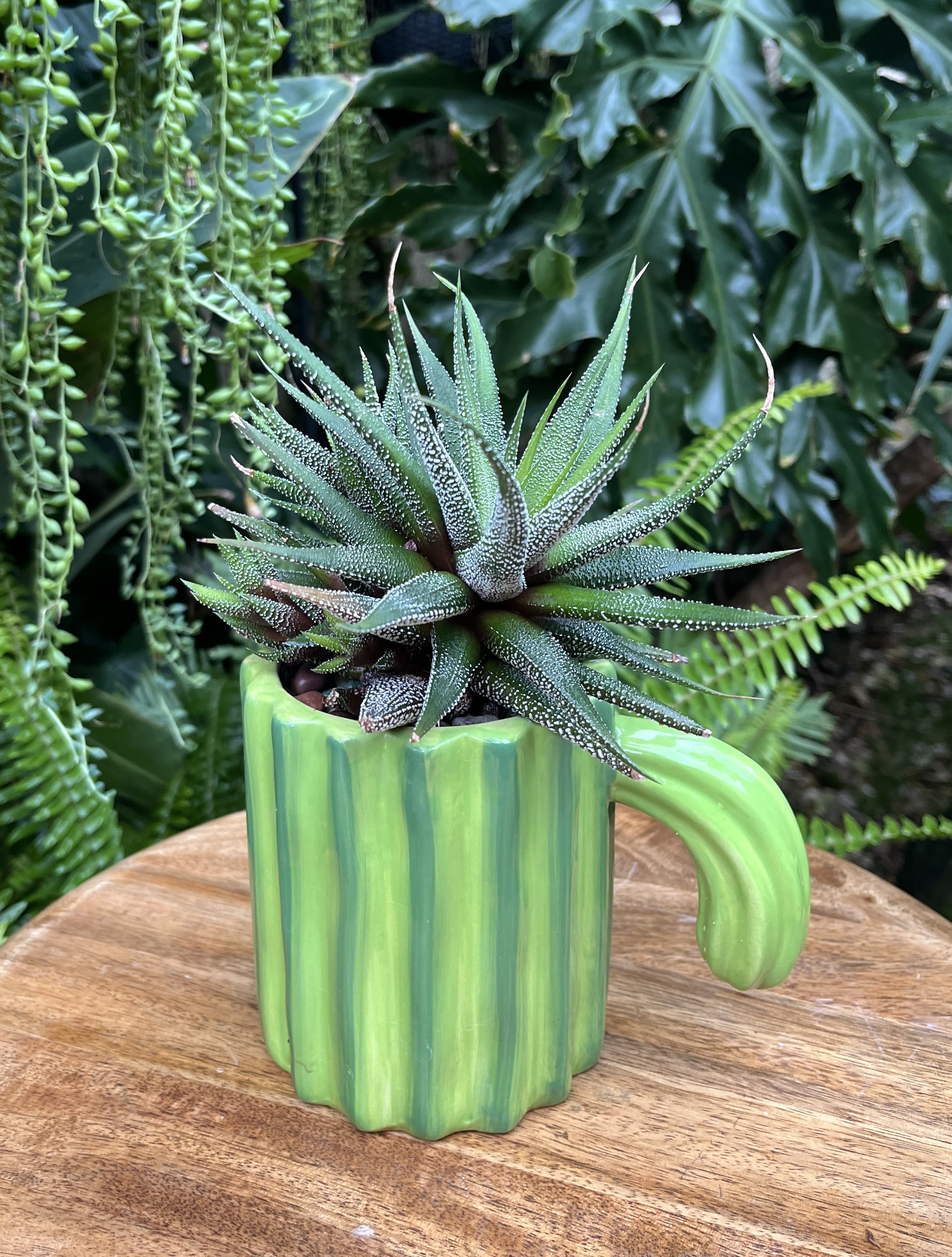 Cactus Cactus - A living succulent selected and grown to complement a container about 3 inches tall. This photograph illustrates the variety of succulent types and mugs we offer. The specific succulent and container combination delivered will be determined by the designer based on availability. If you would like to request a specific item, please place your order in the Custom Arrangements section where you can specify those details or give us a call to discuss your ideas. We grow our succulents in a soil-free medium in mugs with drain holes to help assure long-term, disease-free health of the plant. Each succulent comes with a care instruction.